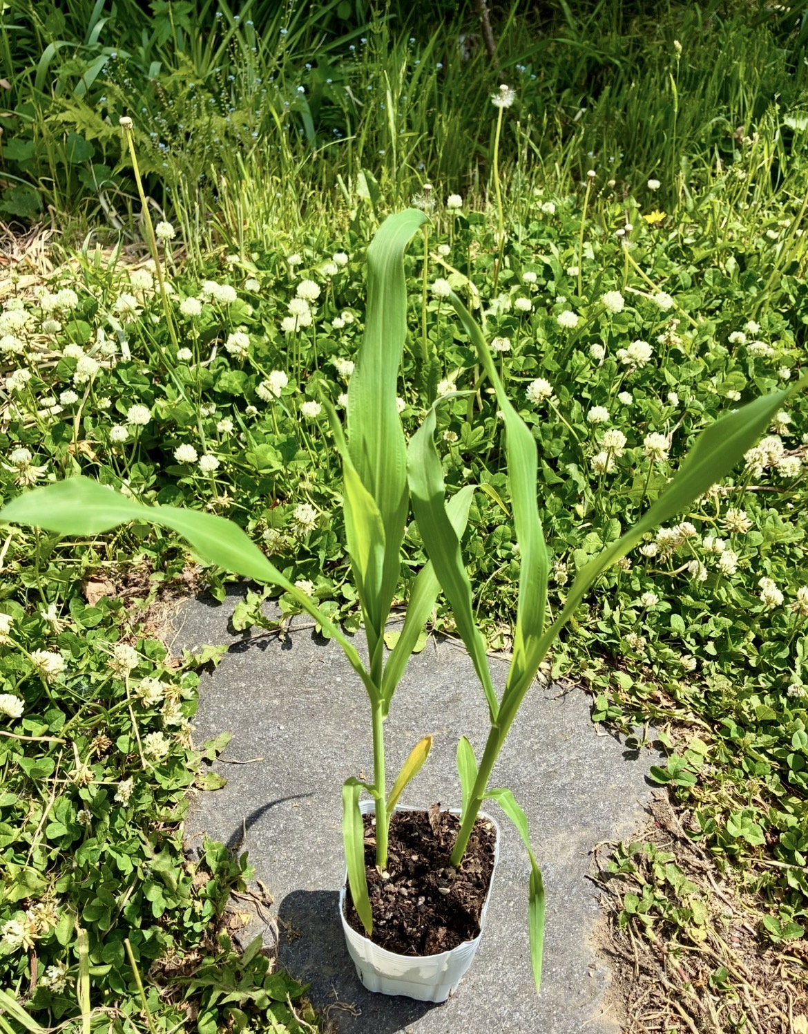 苗🌱