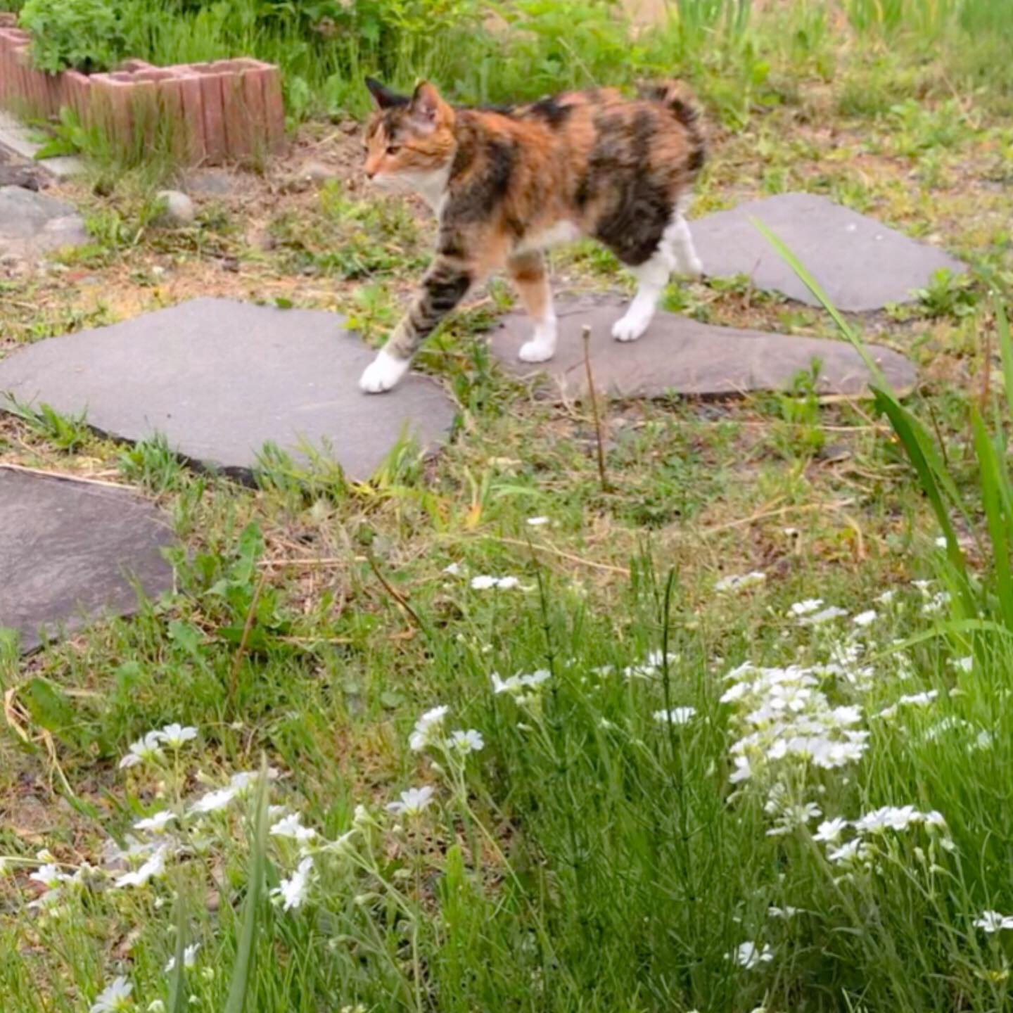 ねこあし