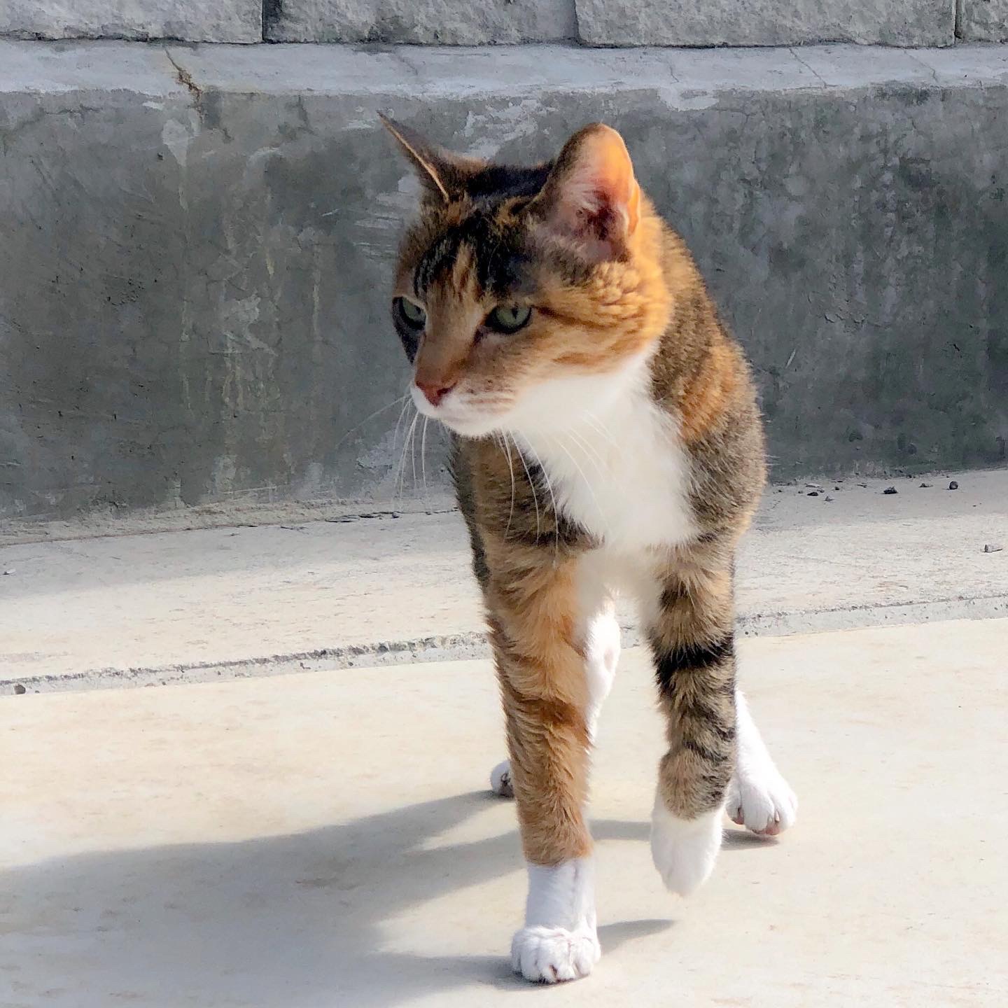 ラズベリー