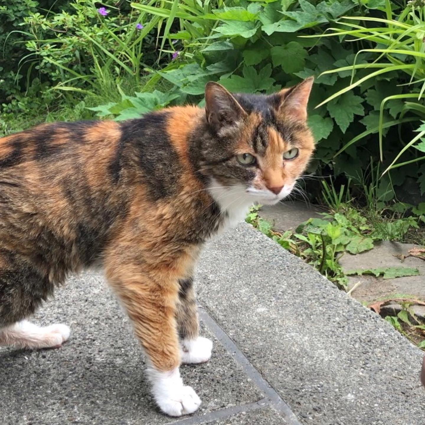 ラベンダー 