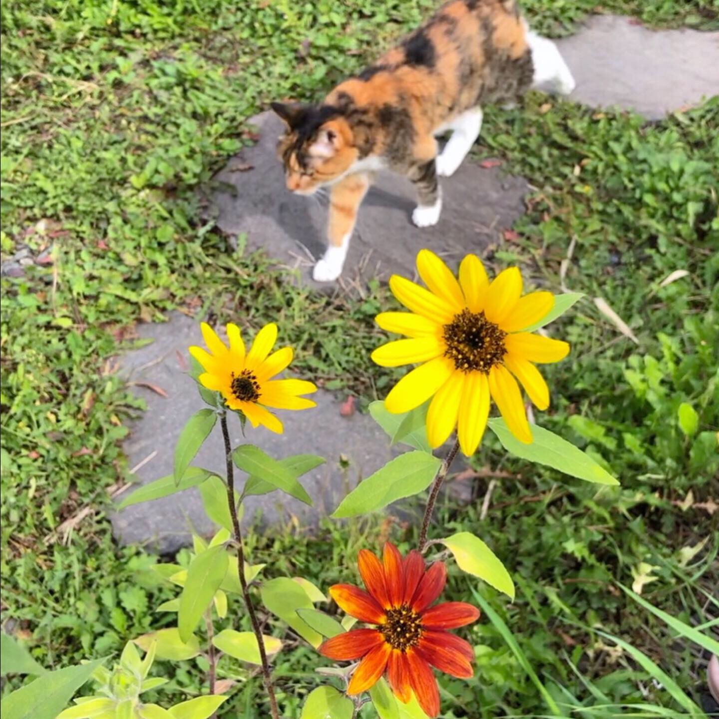 ひまわり
