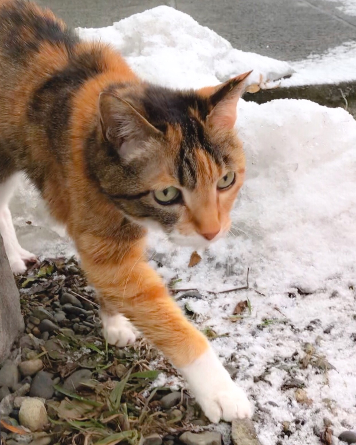 また雪