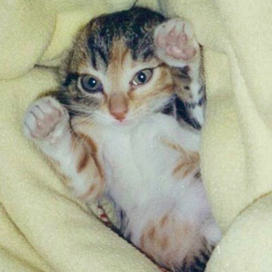猫の日