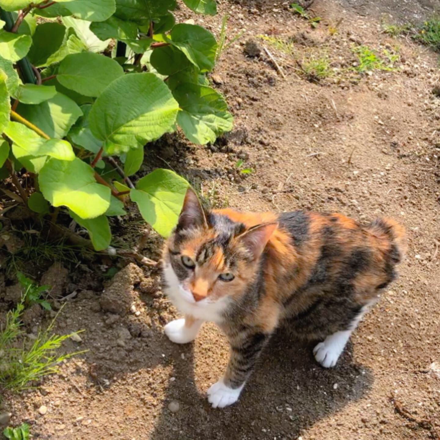 キウイ