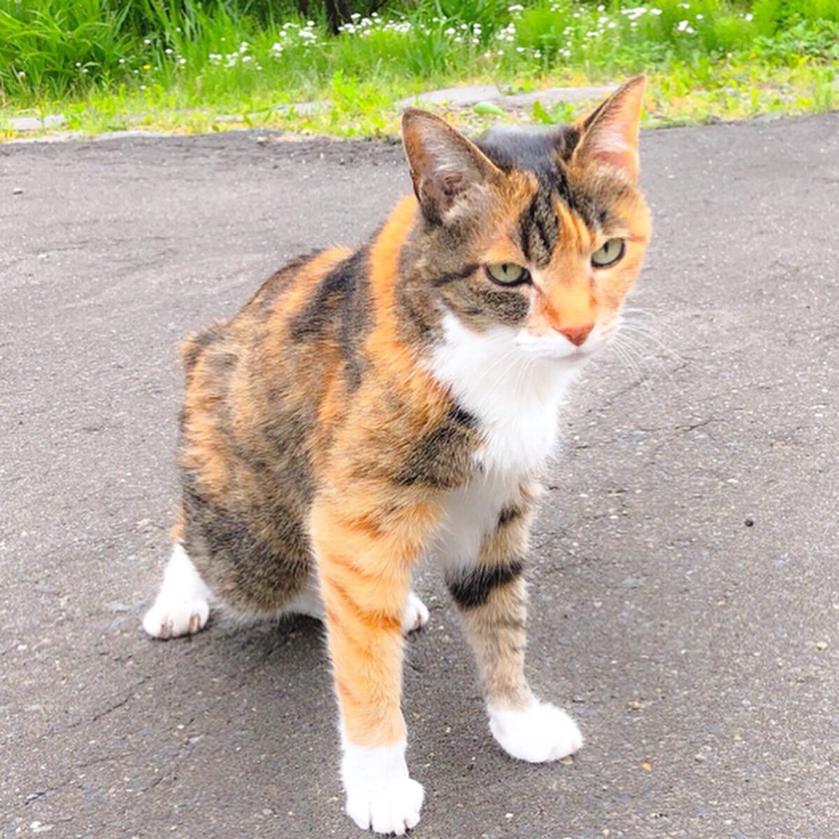 ジャーマンアイリス