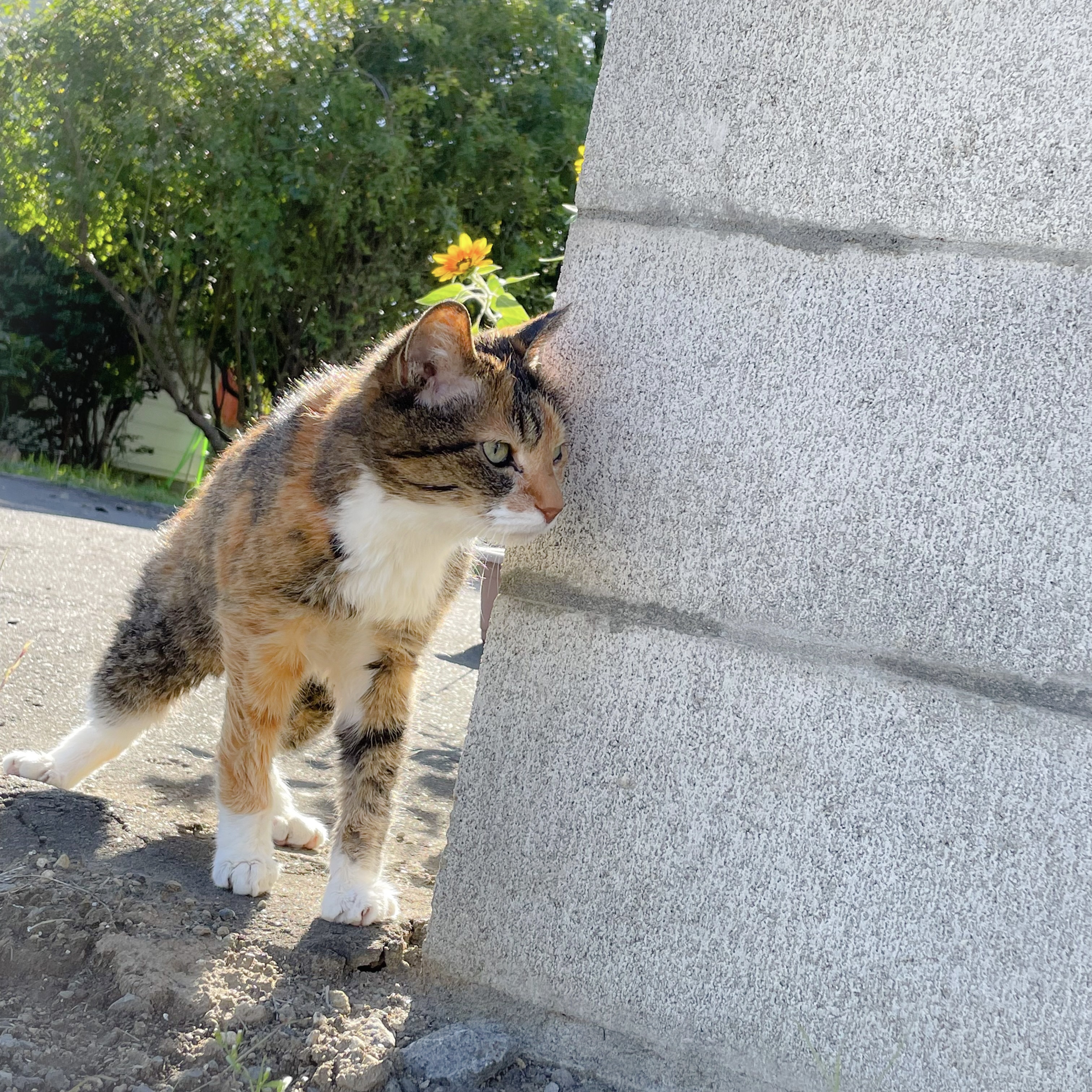 観察