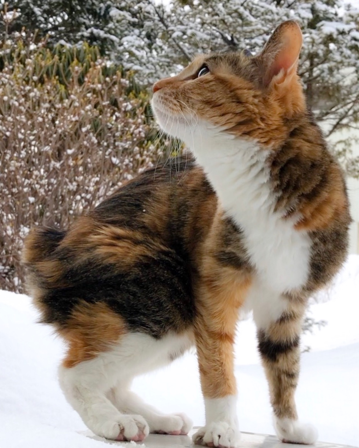 また雪？