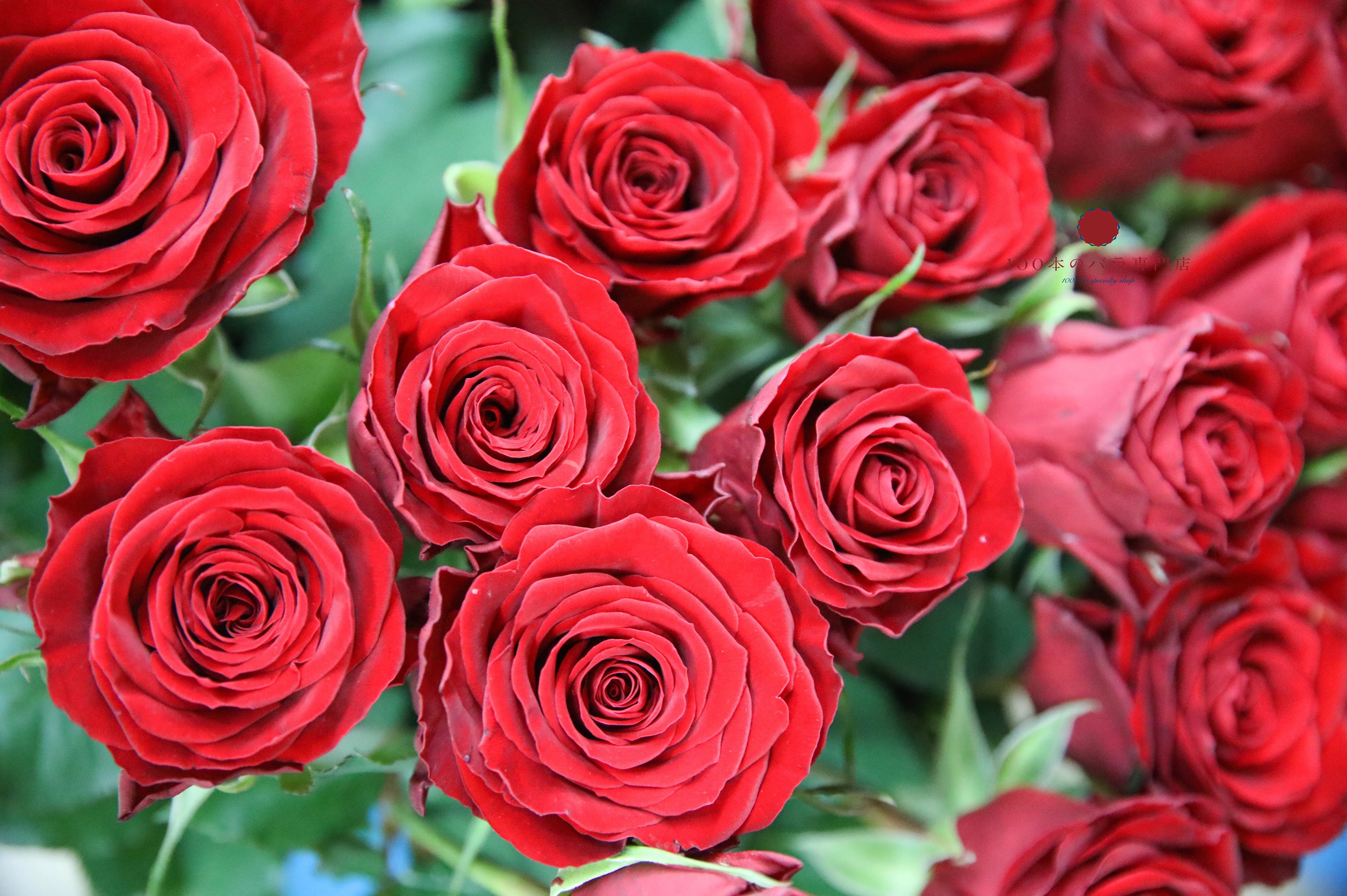 本日も100本のバラ🌹入ってます