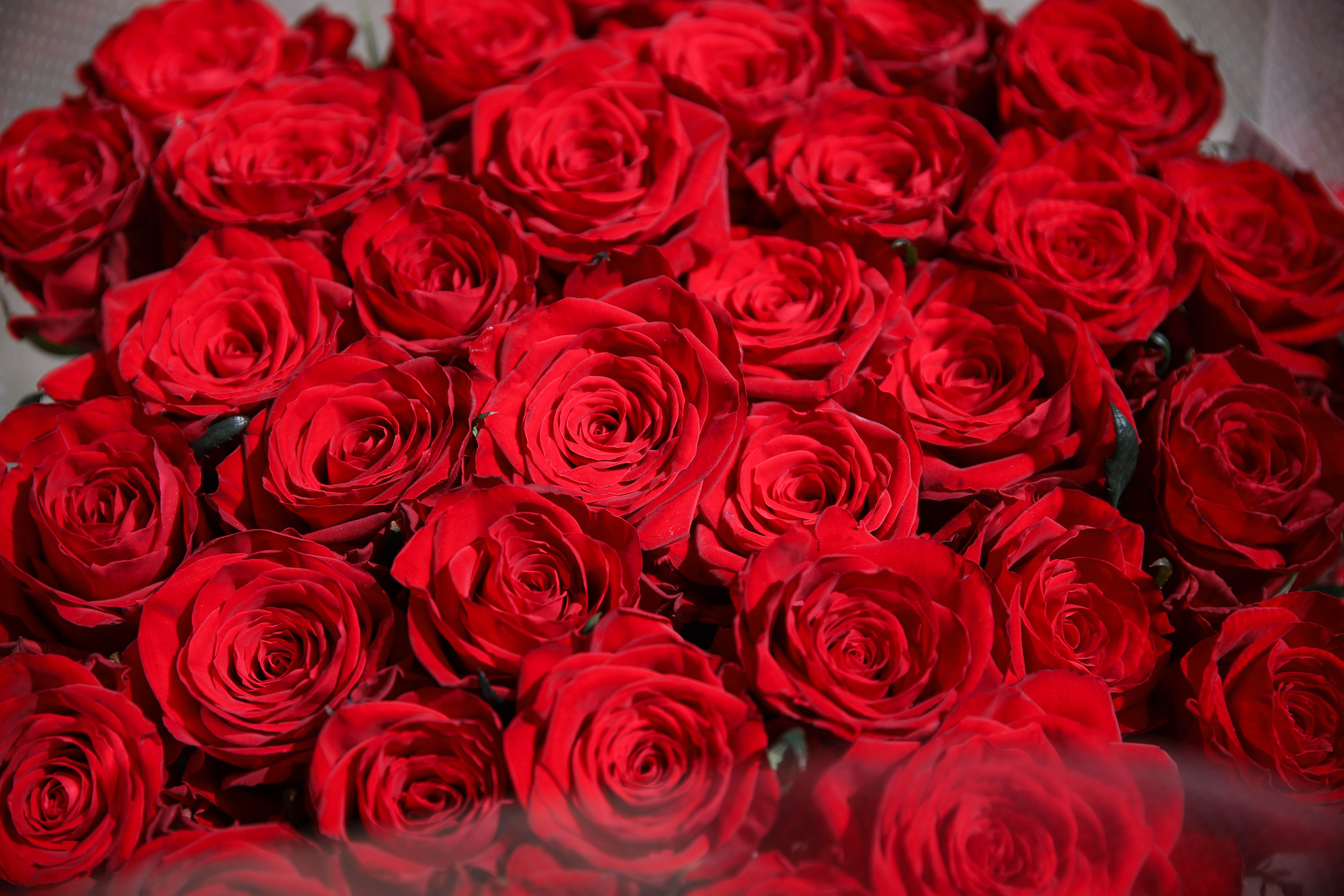 本日の１００バラ🌹