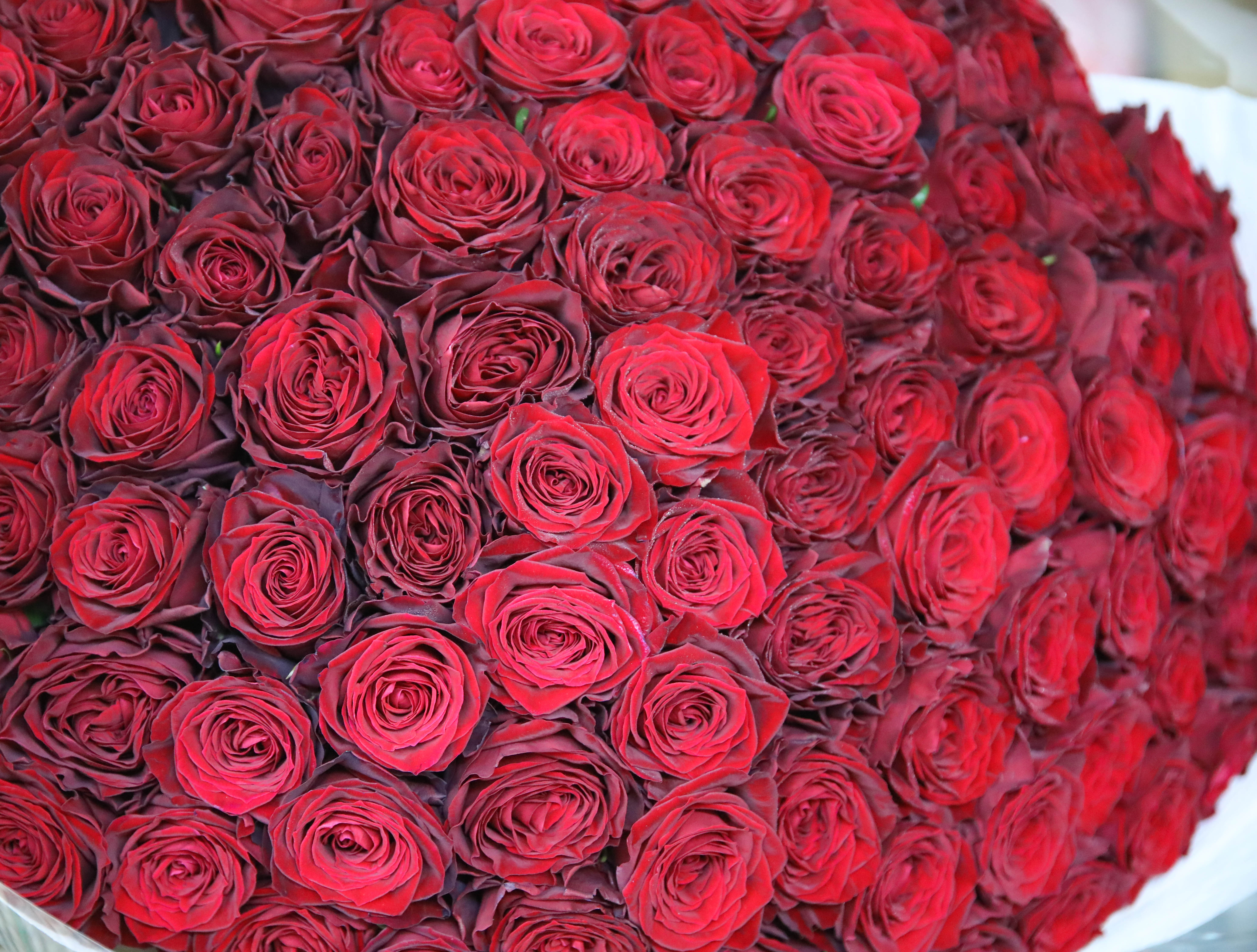 バラ🌹の壁