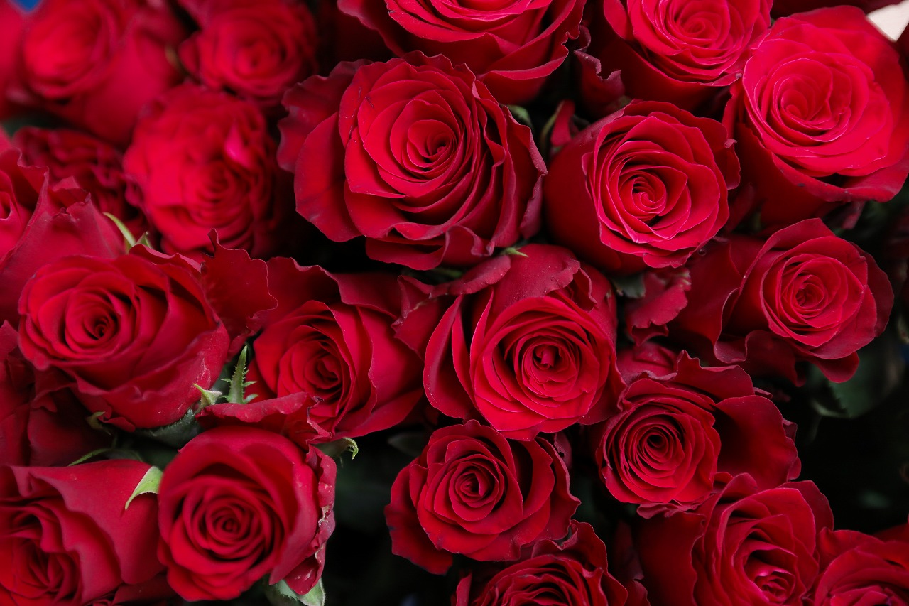 【ラッピング動画】白ラッピング×赤リボン １００歳のお誕生日に贈る 赤バラ100本の花束