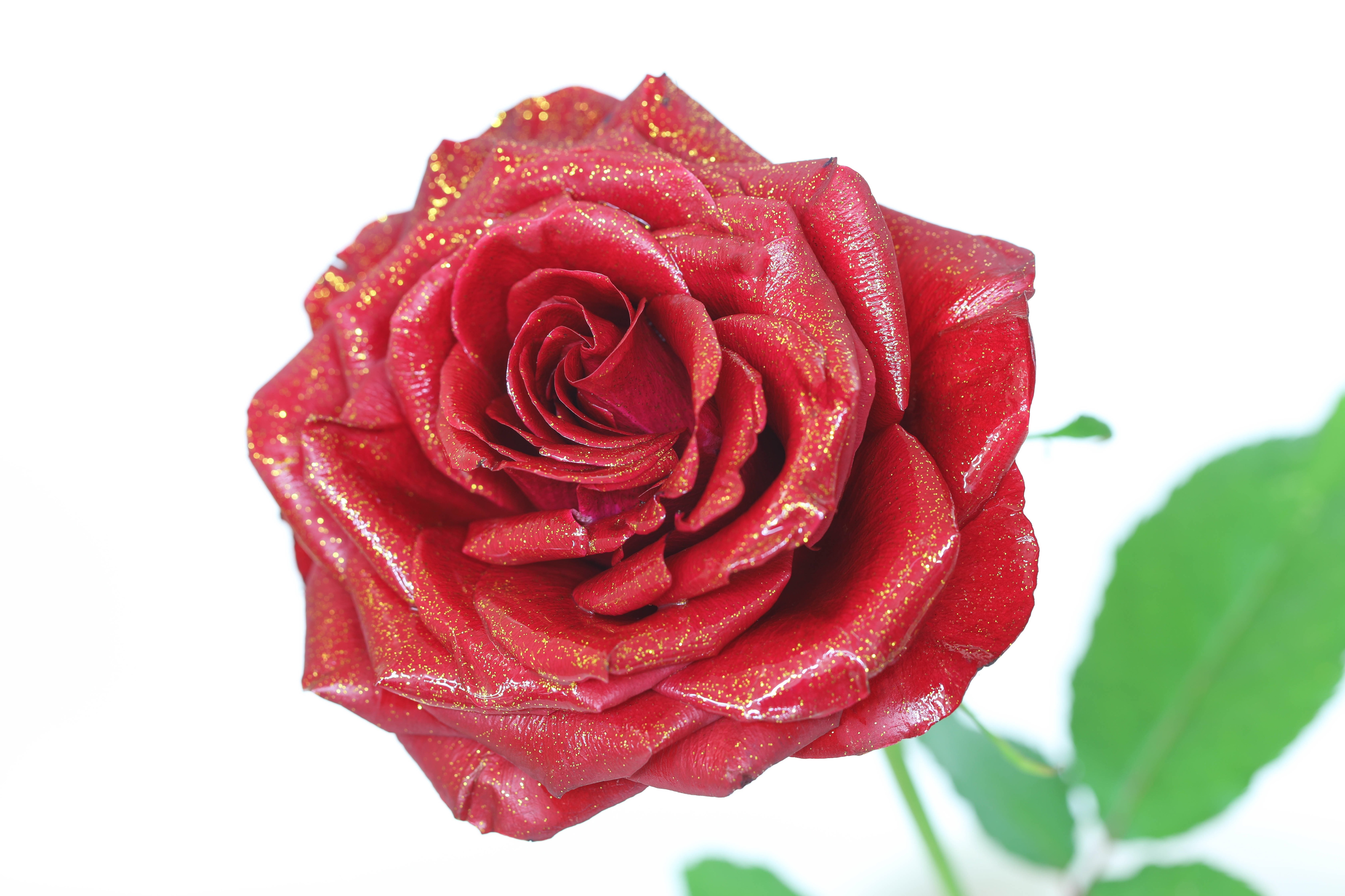 【新商品】キラキララメの100本のバラ リリース🌹✨
