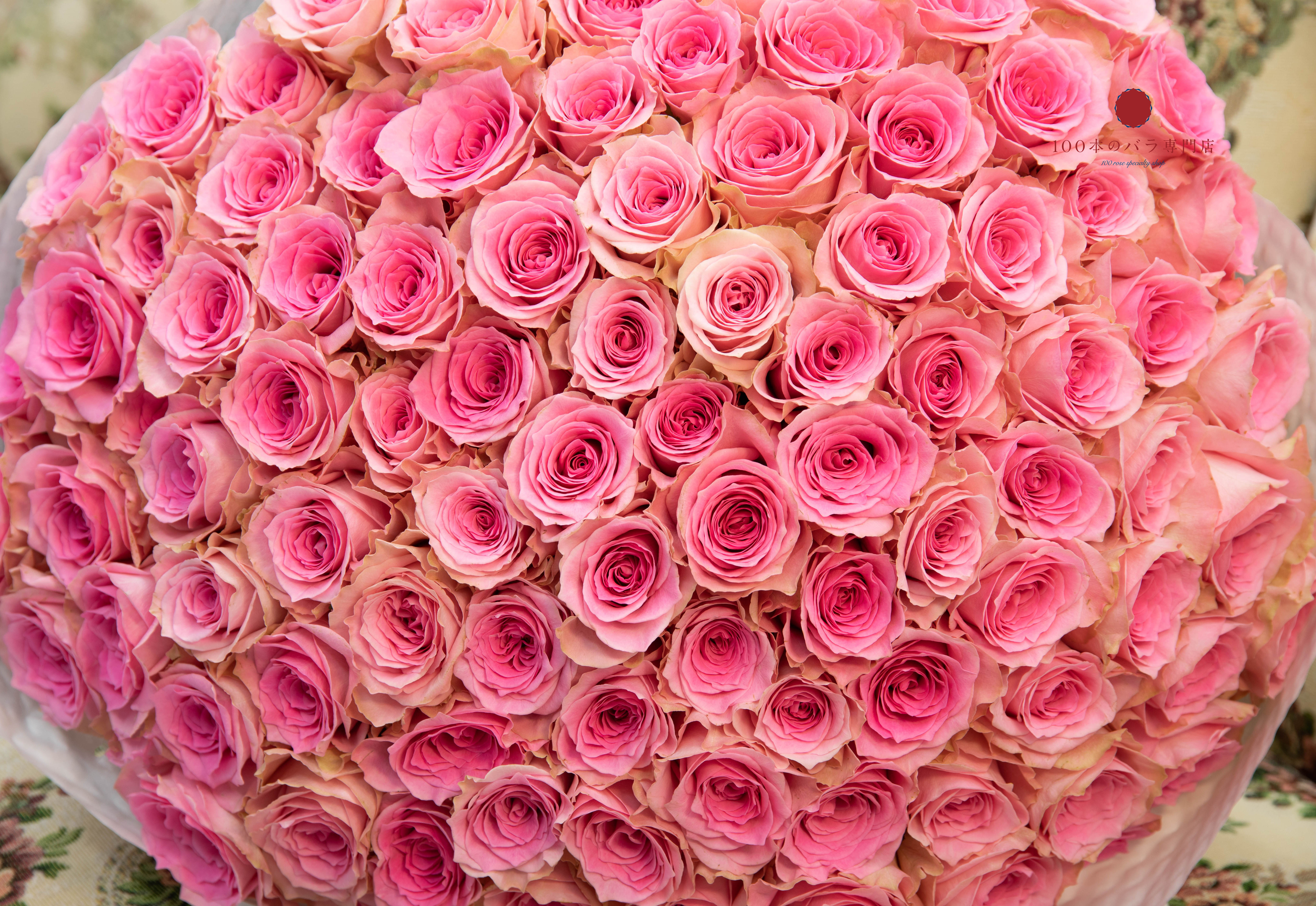 100本のバラの花束でピンクがお選びいただけるようになりました
