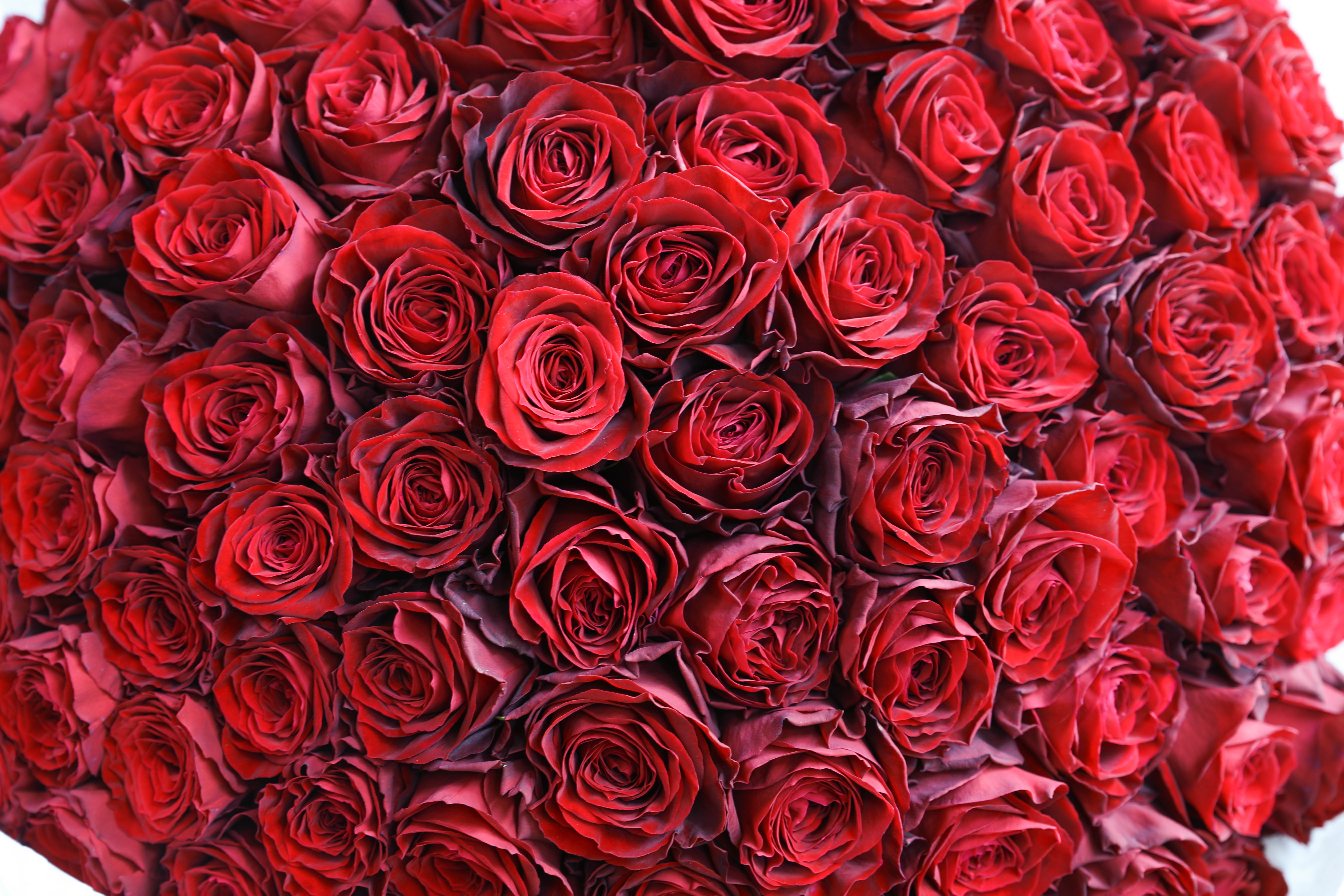 お誕生日プレゼントとして・100本の赤いバラの花束制作致しました
