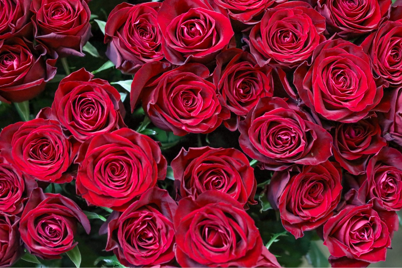 晴れの舞台を待つ極上のバラ達🌹