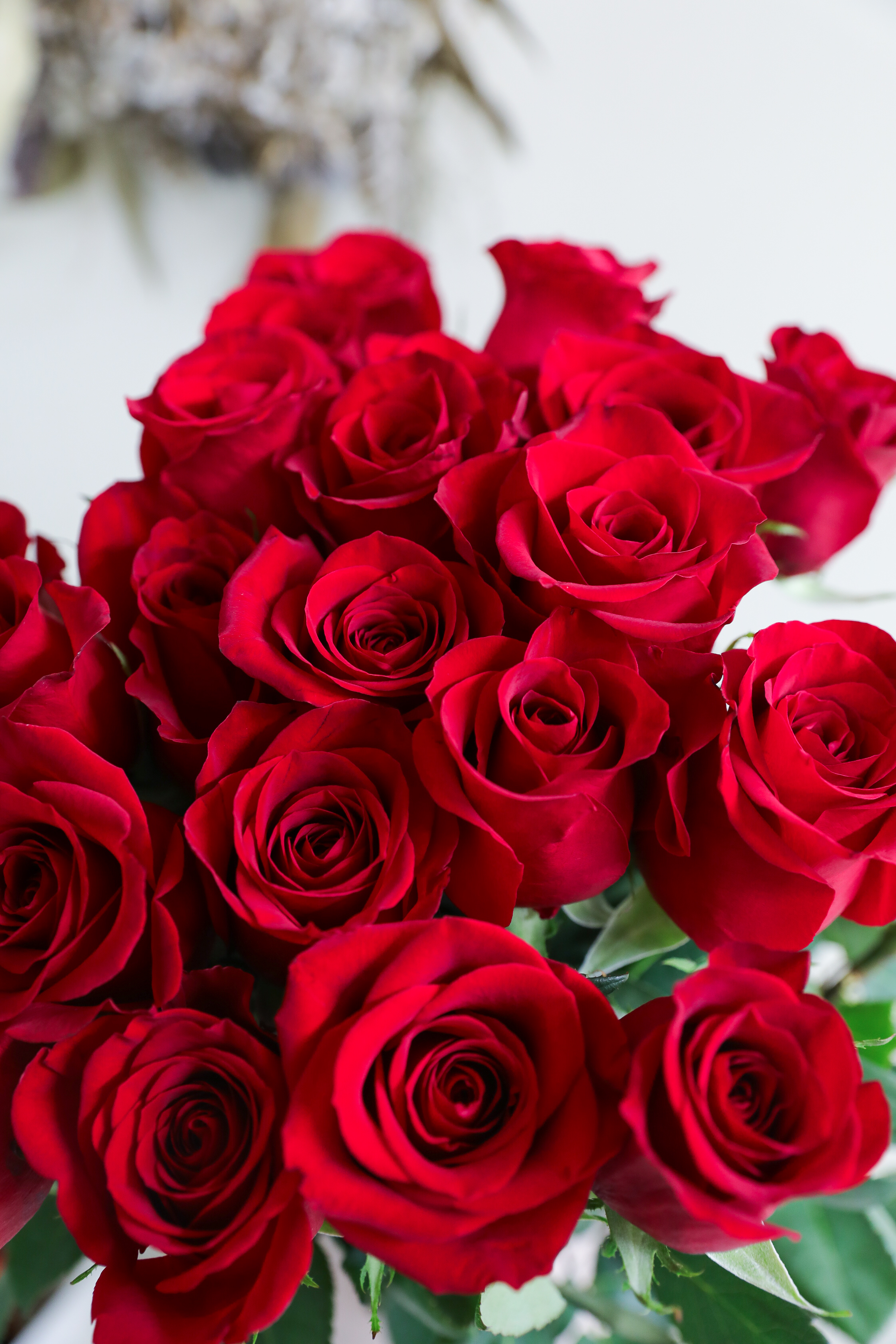 ３２，５１６本目🌹姉妹店THE ROSE・12本～オーダー承り中