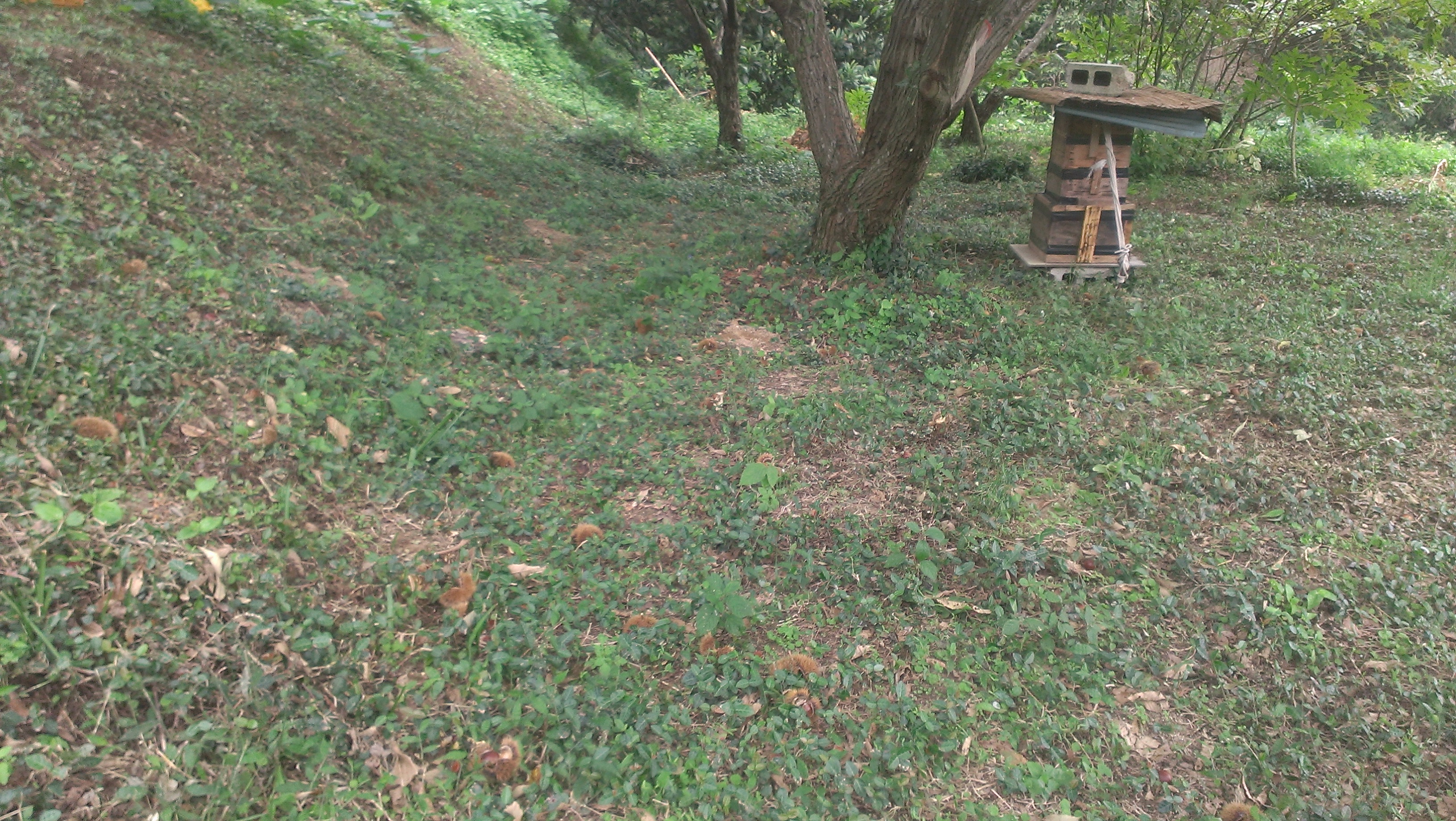 栗の木の様子