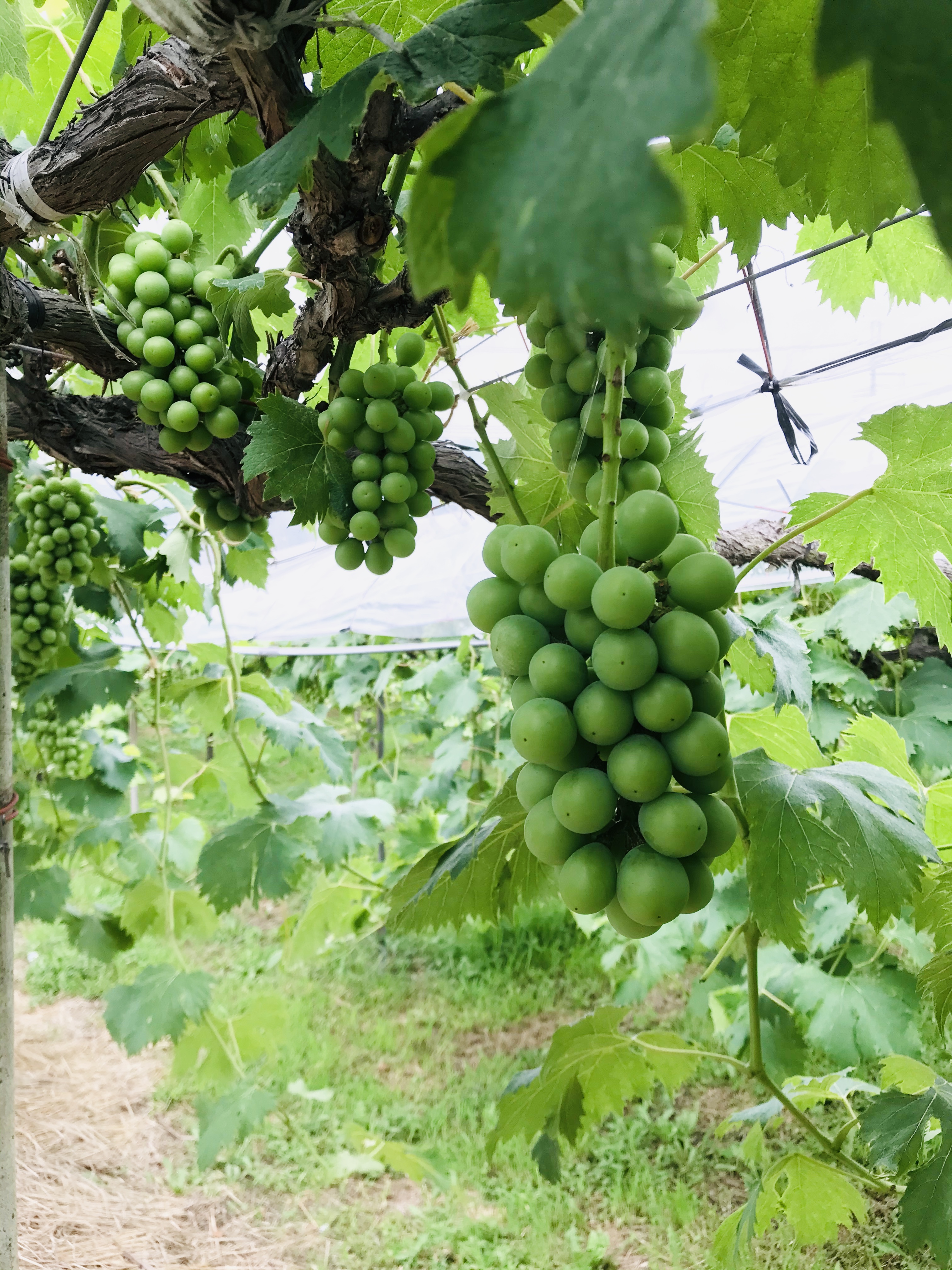 7月中のご予約は10%割引