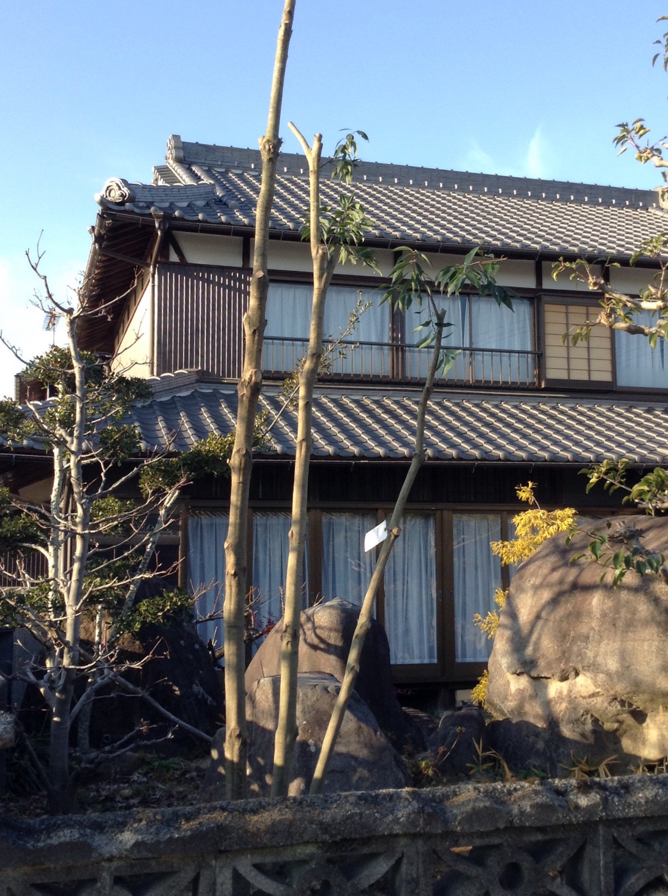前栽にかしの木を植えました