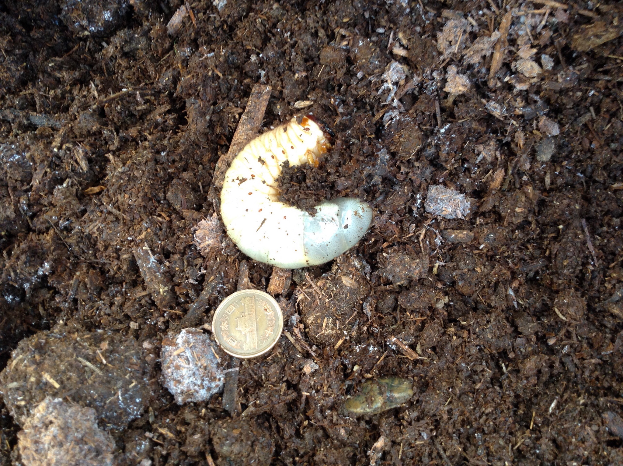 大きなカブトムシの幼虫発見