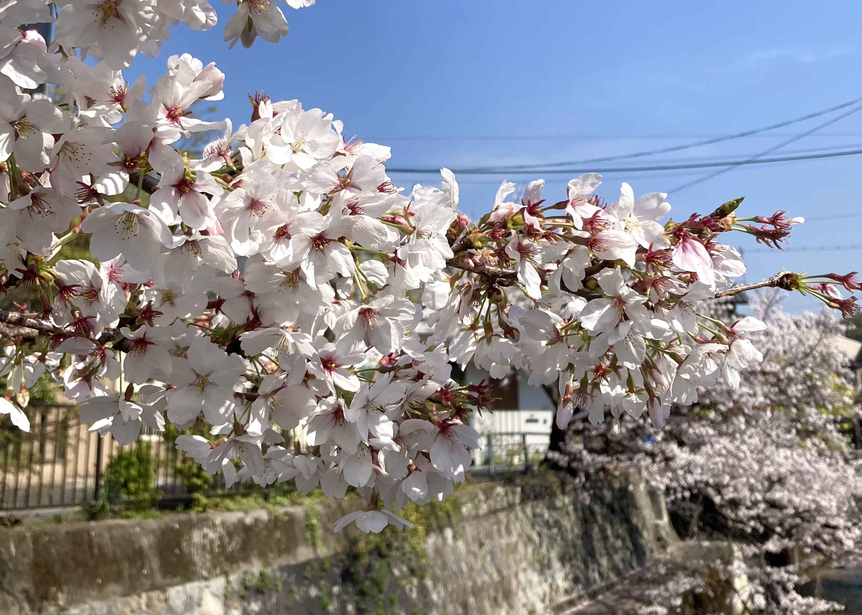 桜も終わり、次はGWへ
