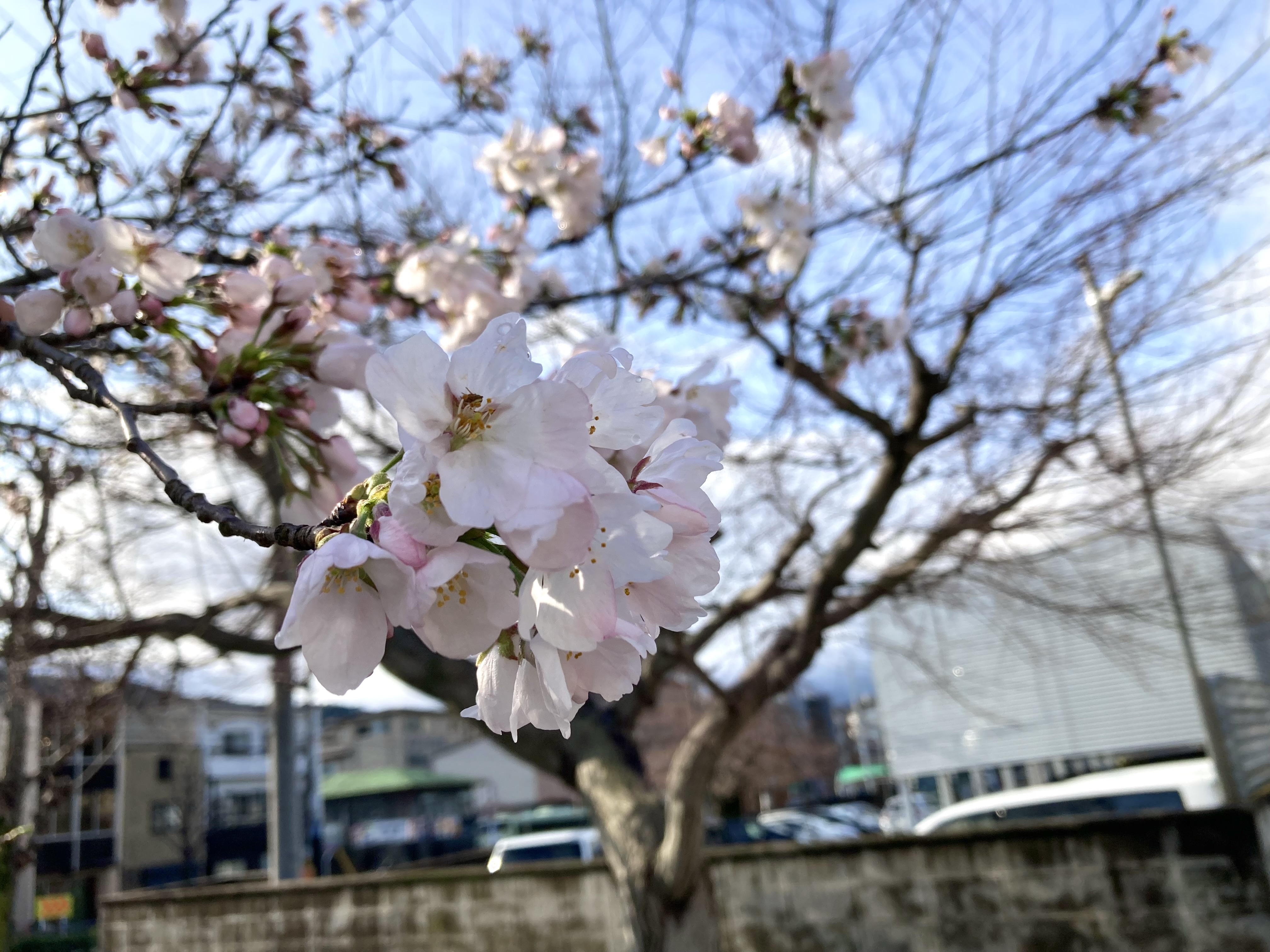 3/29(土) 店舗営業日です。
