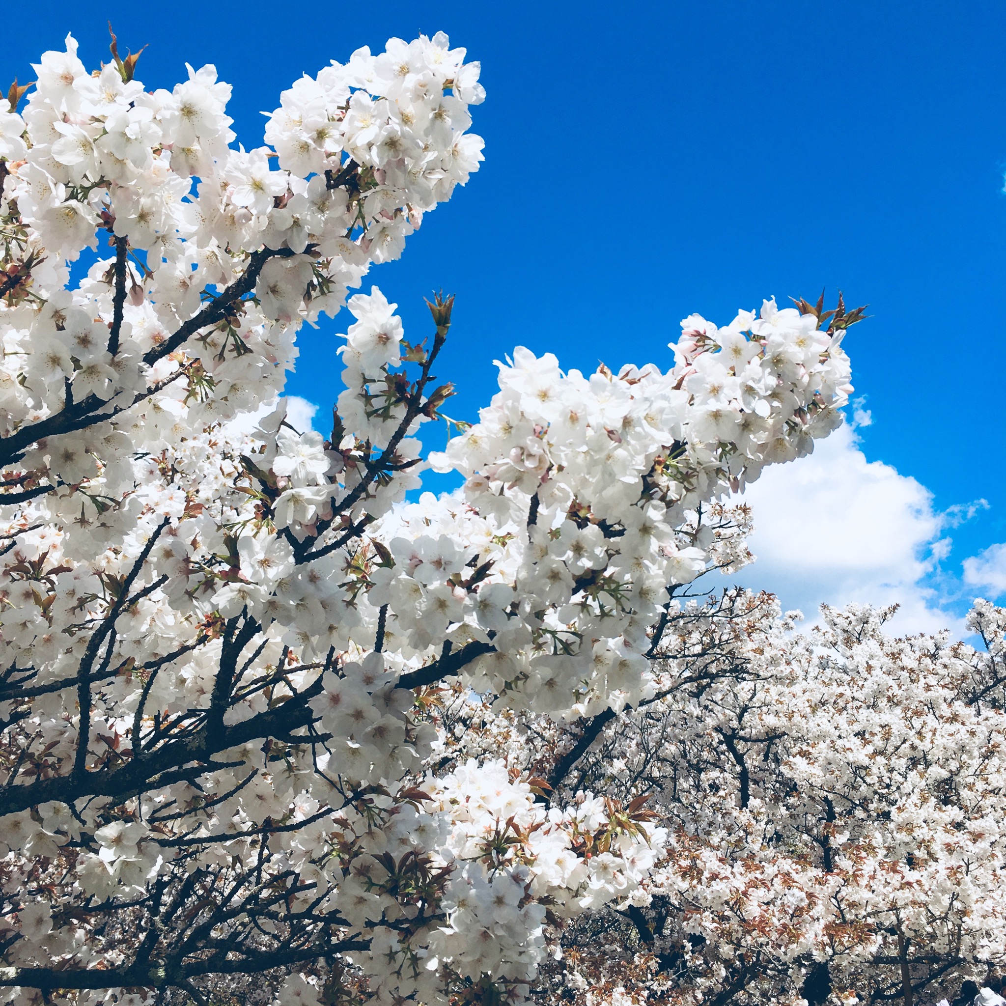 仁和寺の御室桜