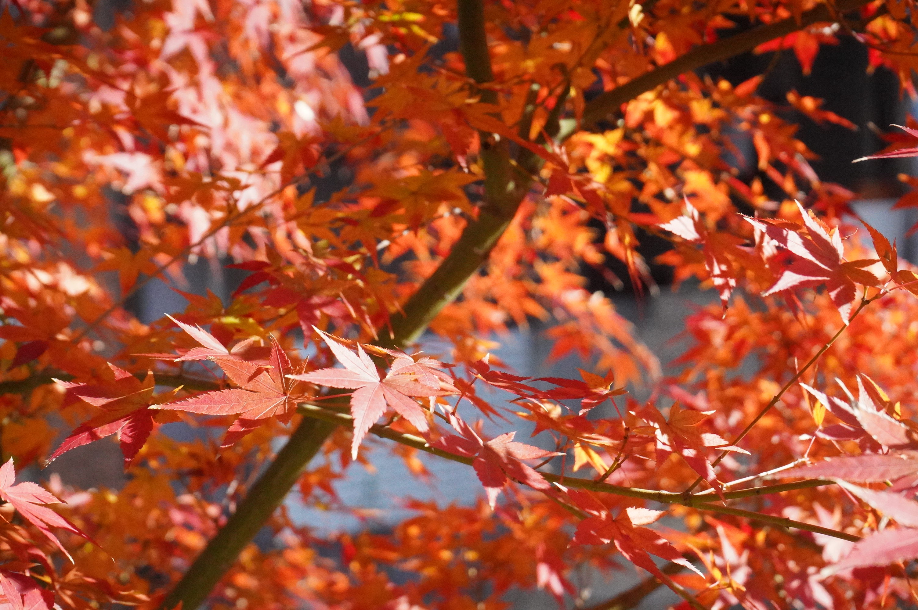 コイコイ前はまだまだ紅葉してます🍁