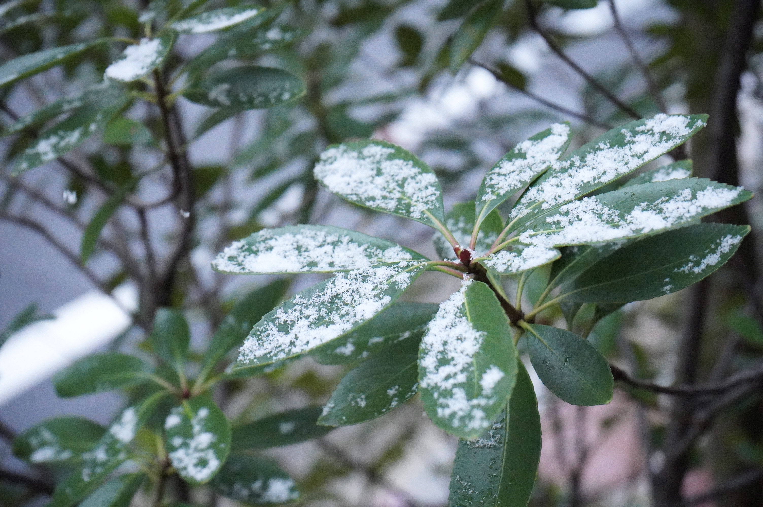 寒いけど積もってほしい。