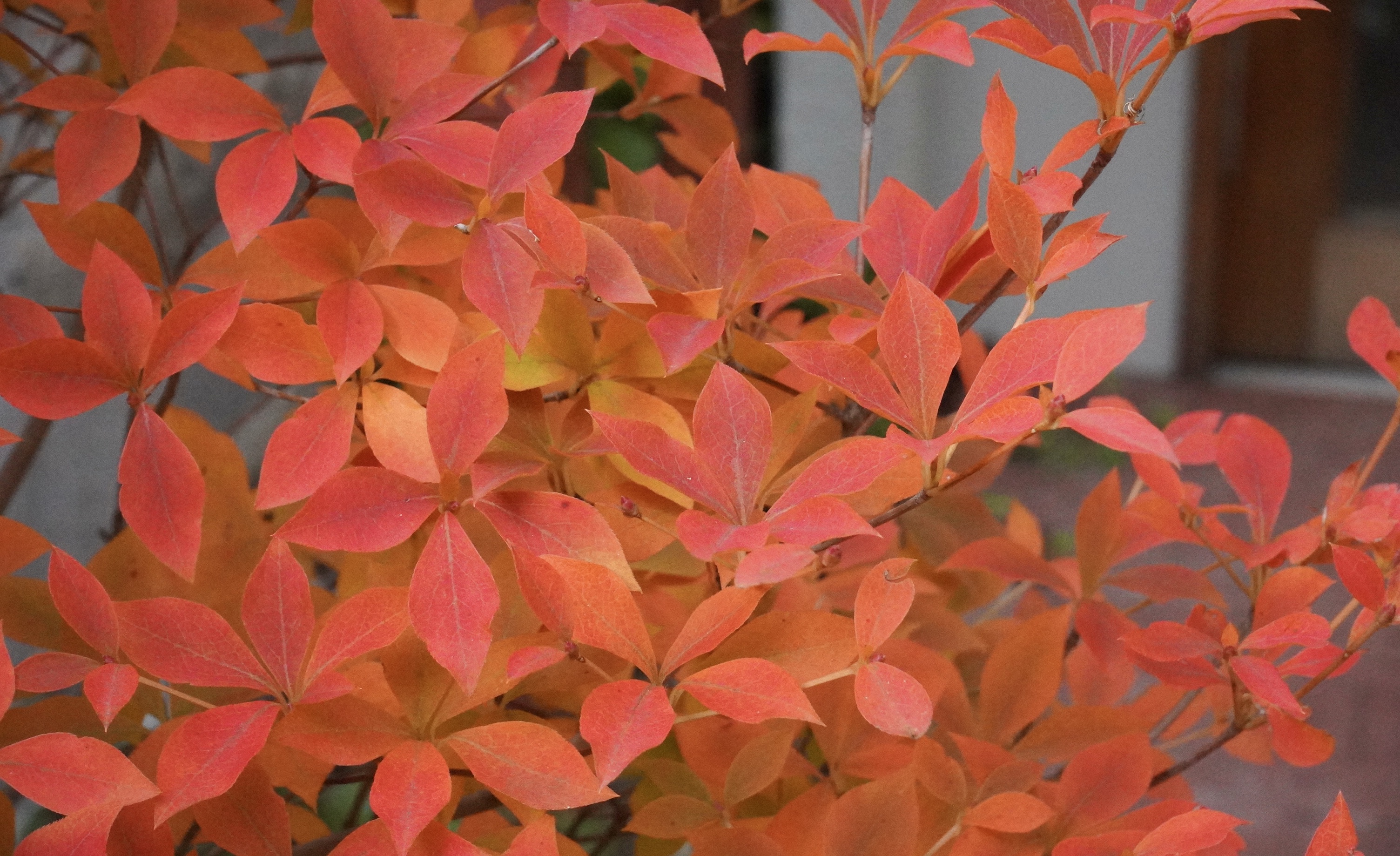 京都の秋も色付いてきました。