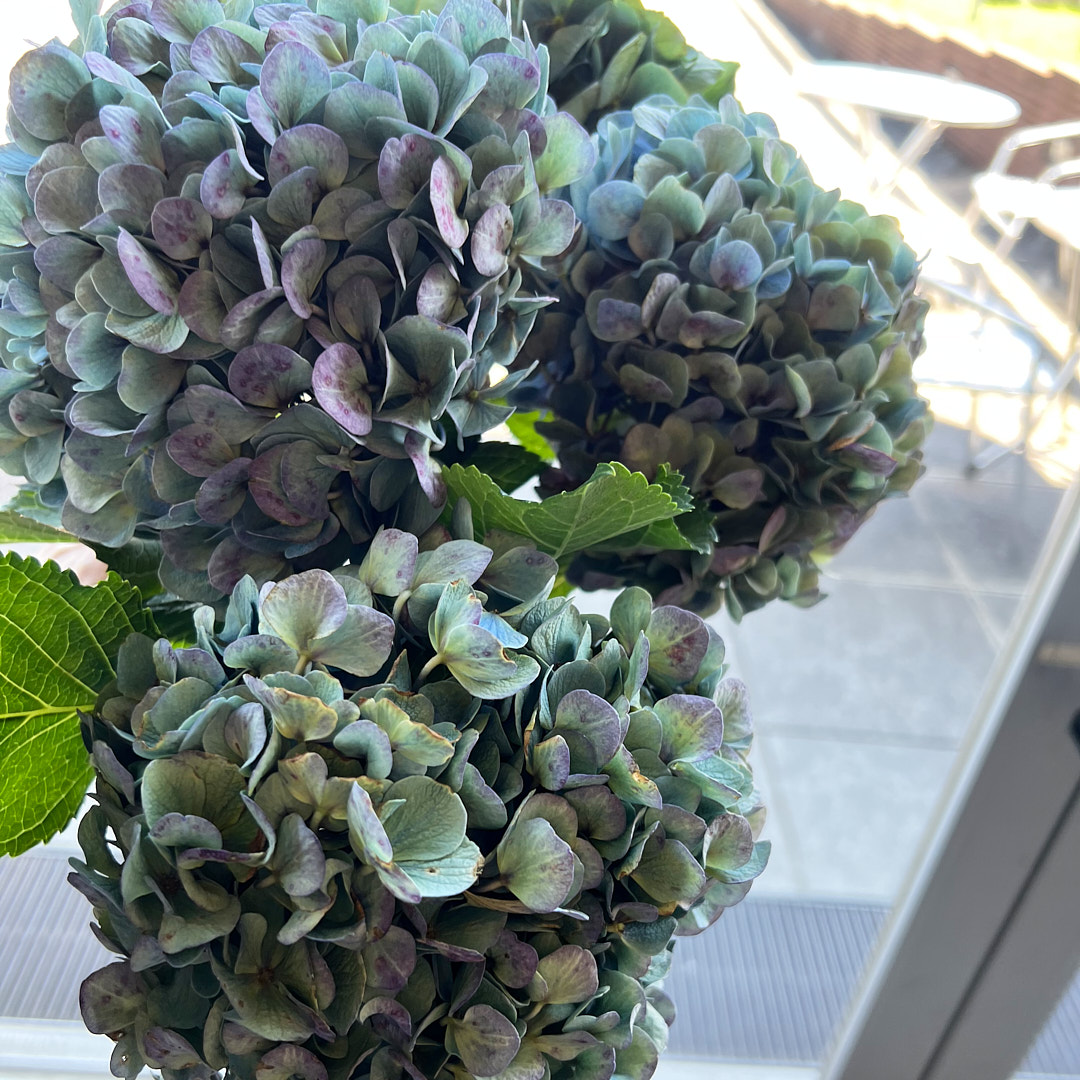 紫陽花のワークショップ