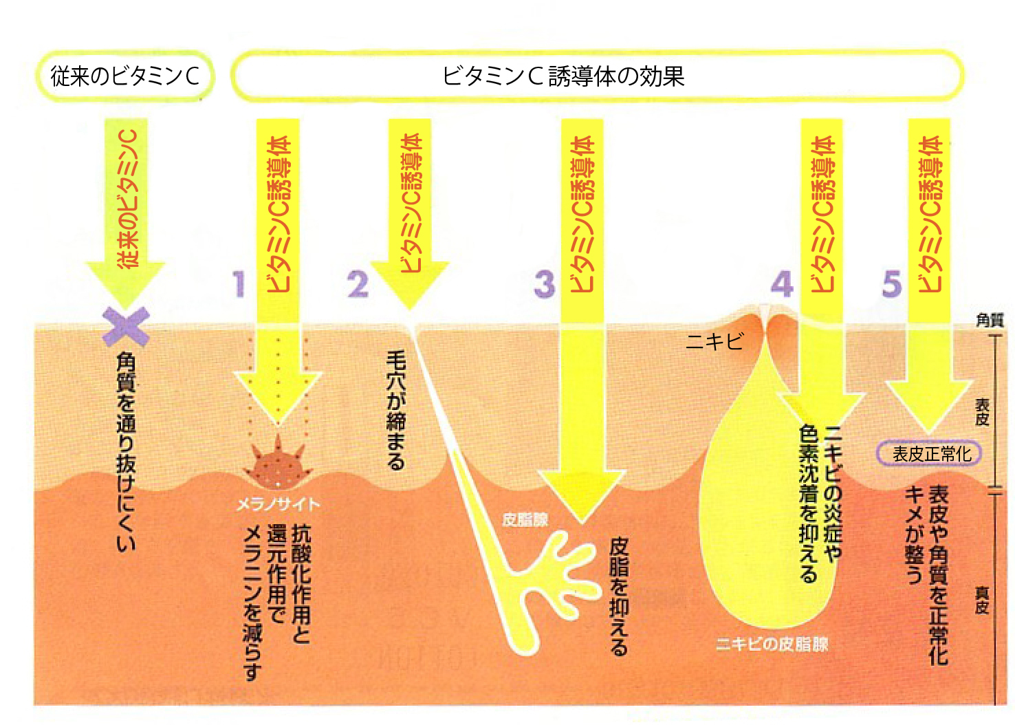 無駄な原料は一切なし 大事なお肌にとって必要な成分だけで配合された高濃度ビタミンc誘導体化粧水 Japore 無駄な原料は一切なし 大事なお肌にとって必要な成分だけで配合された高濃度ビタミンc誘導体化粧水 Japore
