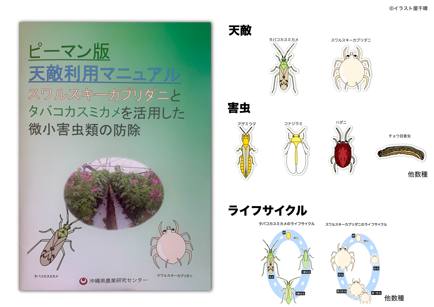 沖縄県の「ピーマン版天敵利用マニュアル」に挿絵を描かせていただきました！