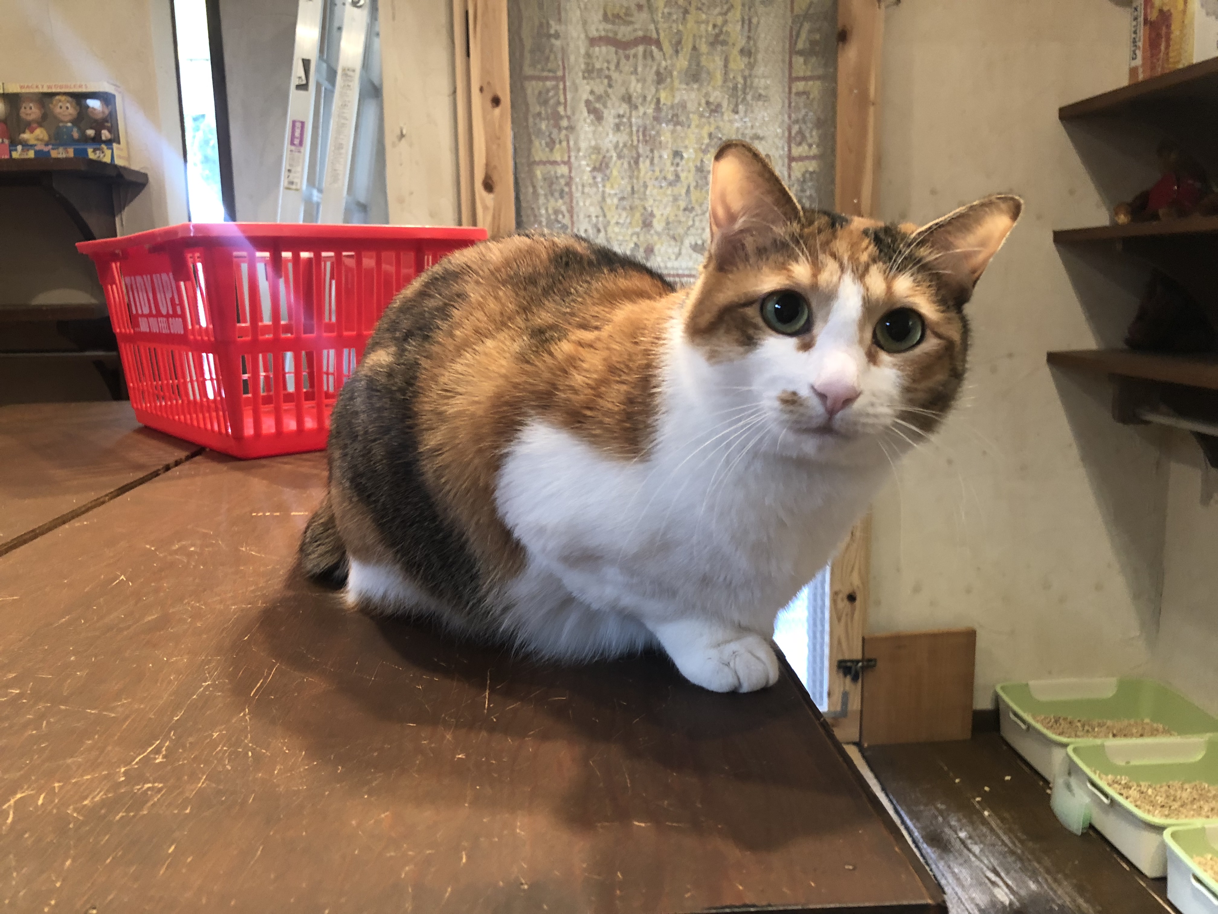 送料についてのお知らせ