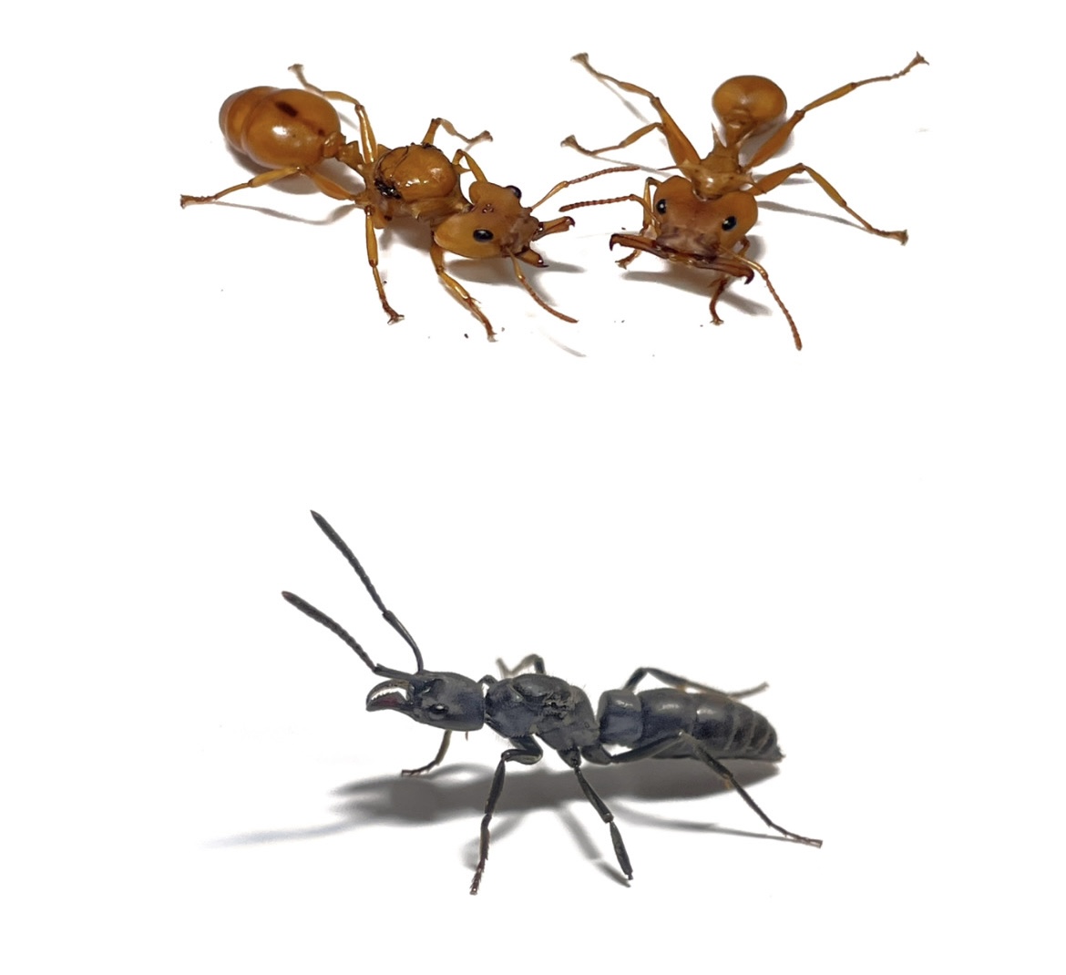 ホンウロコアリ入荷！