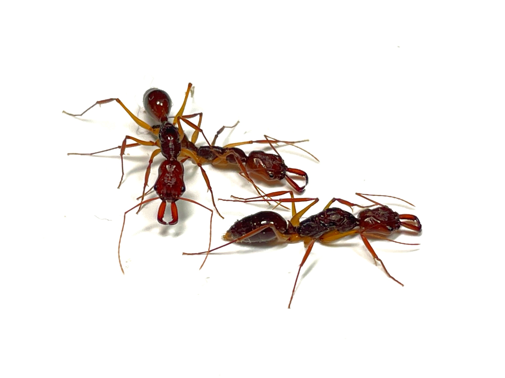 東南アジア便入荷しました！