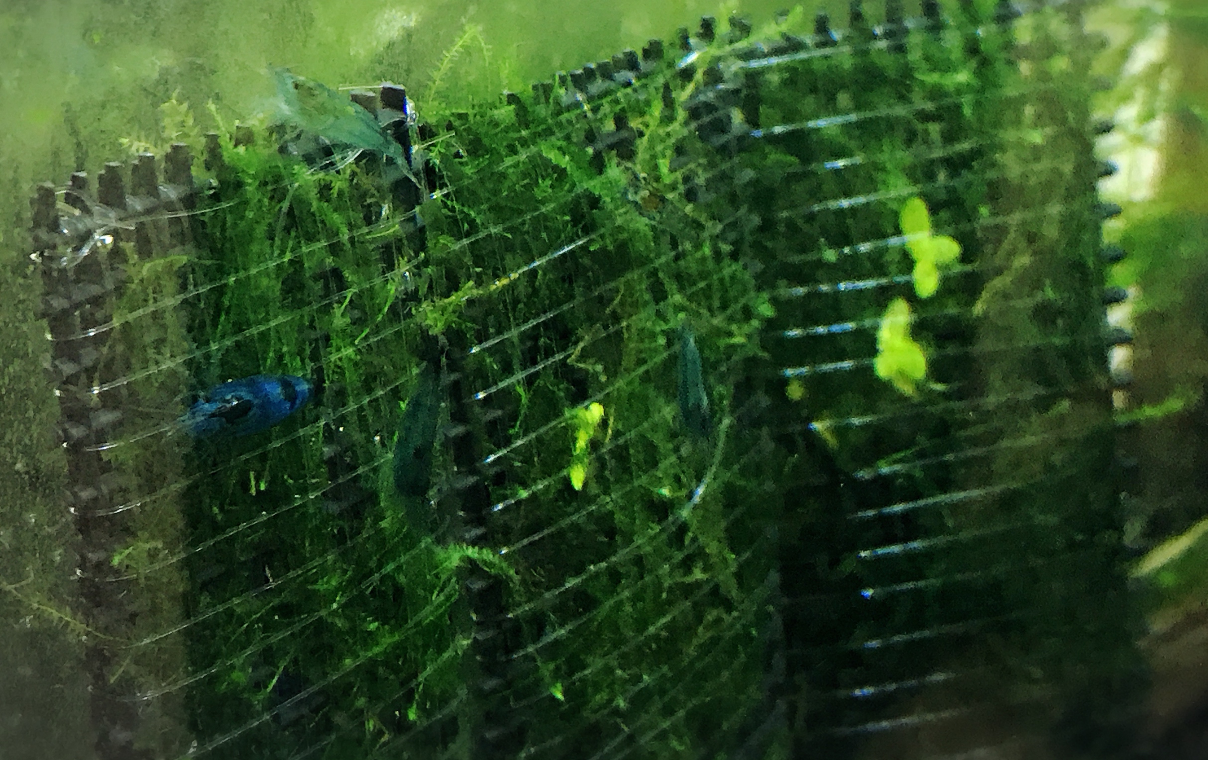 ウィローモスマット その後 えびやさん