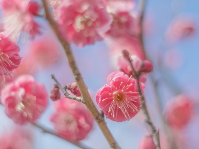 2026年3月発送スケジュールについて