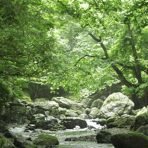 花粉症対策にもなるリードディフューザー🌳森林浴の香り🌳