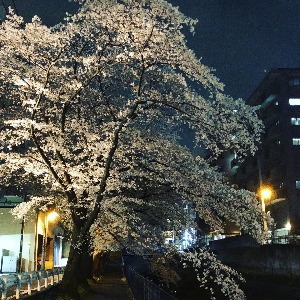 なくなったらみつかるもの