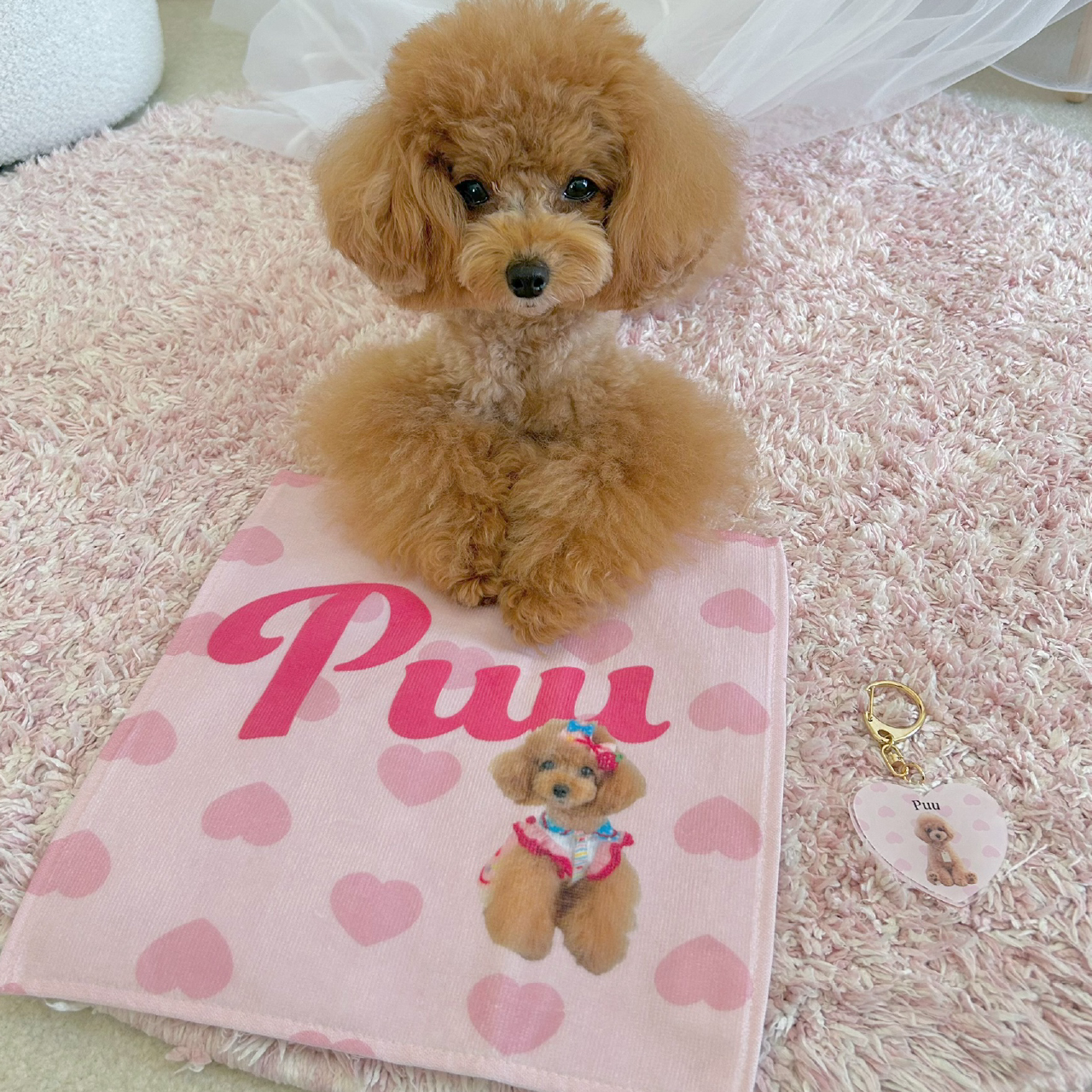 toutouモデルPUUちゃんが可愛くハンドタオルと撮影