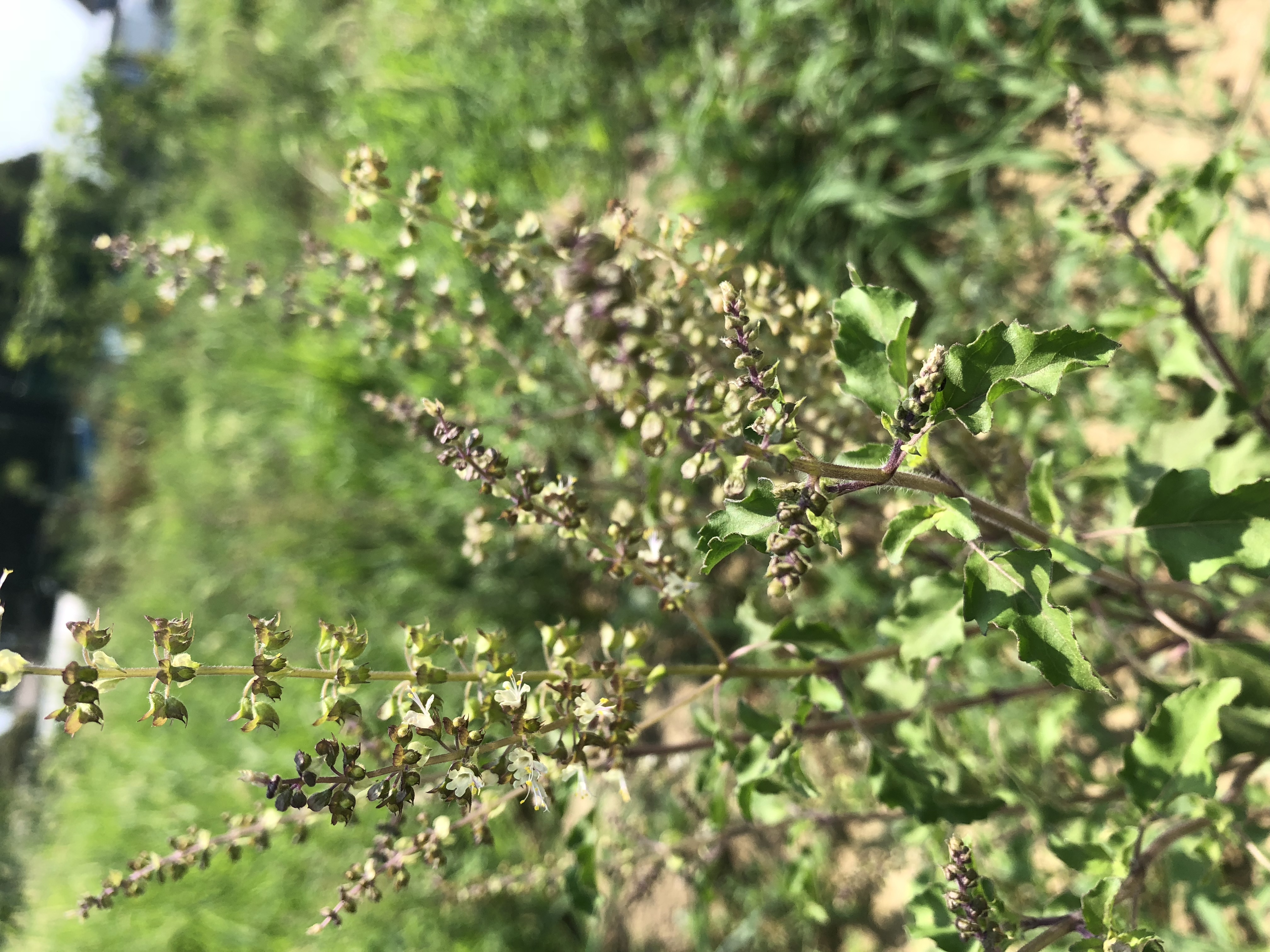 オリジナル ホーリーバジルティー