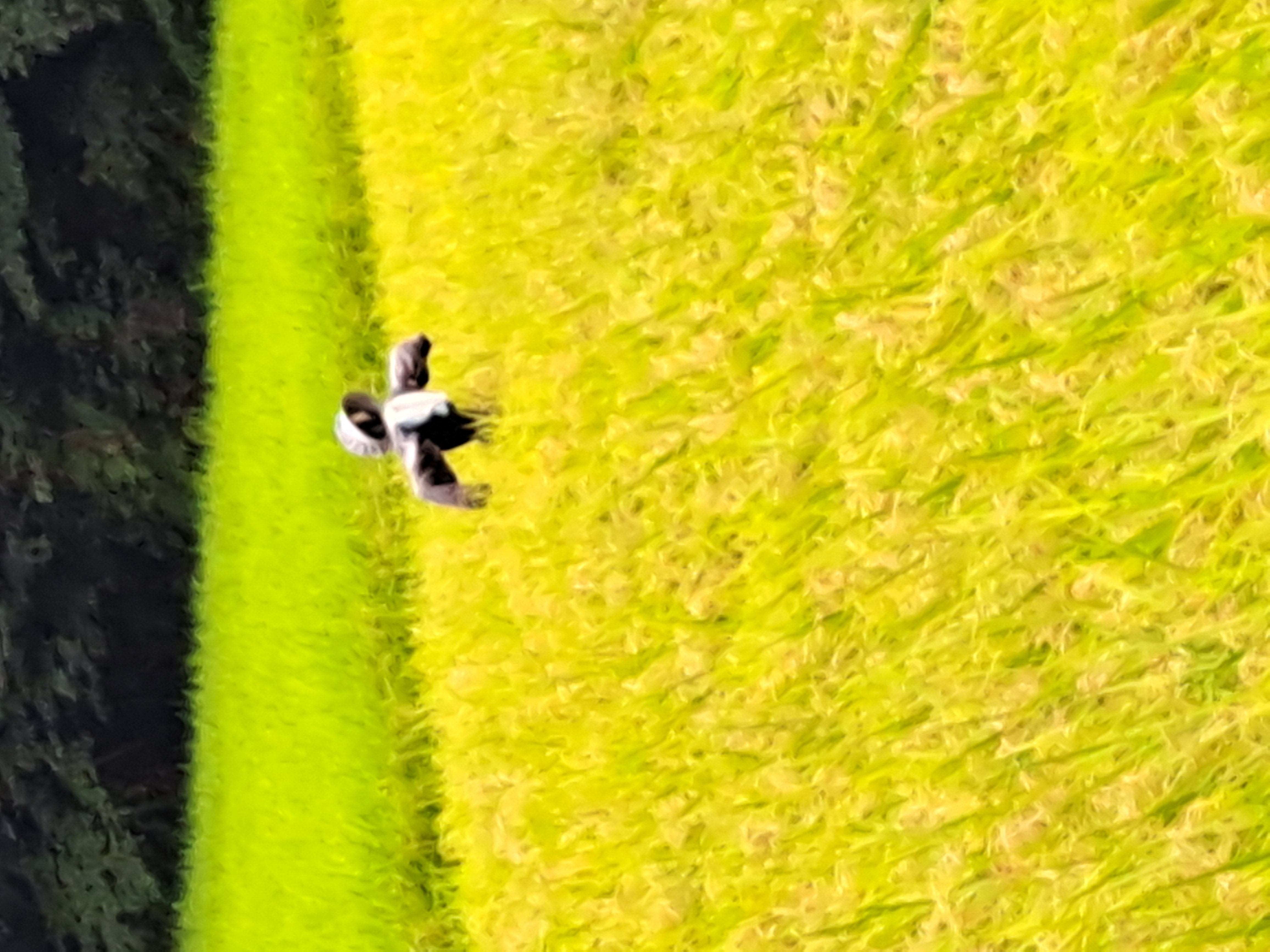秋空クーポン発行のお知らせ