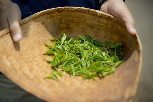 期間限定 茶摘み体験 & お茶の天ぷら