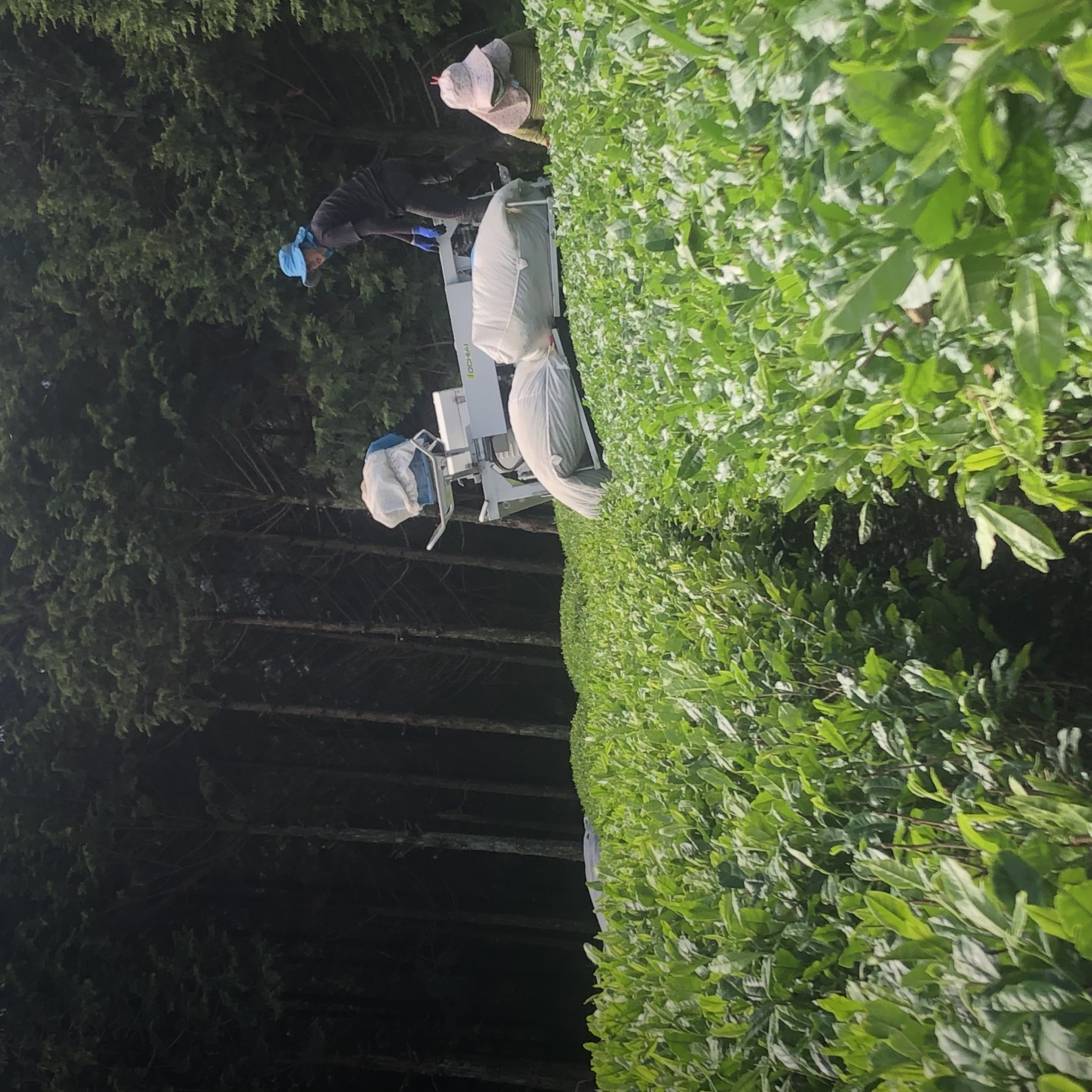 新茶の収穫真っただ中です。