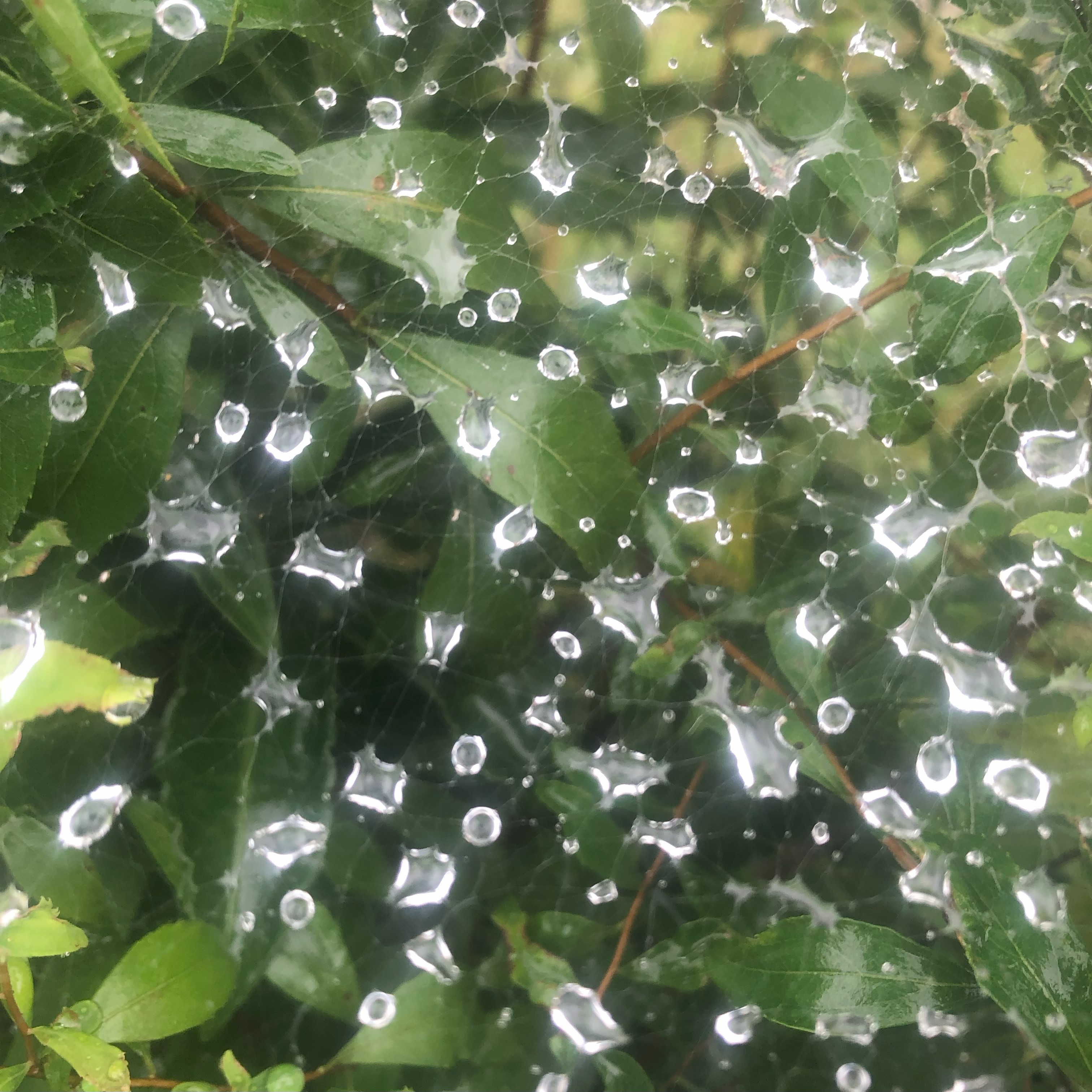 益虫について