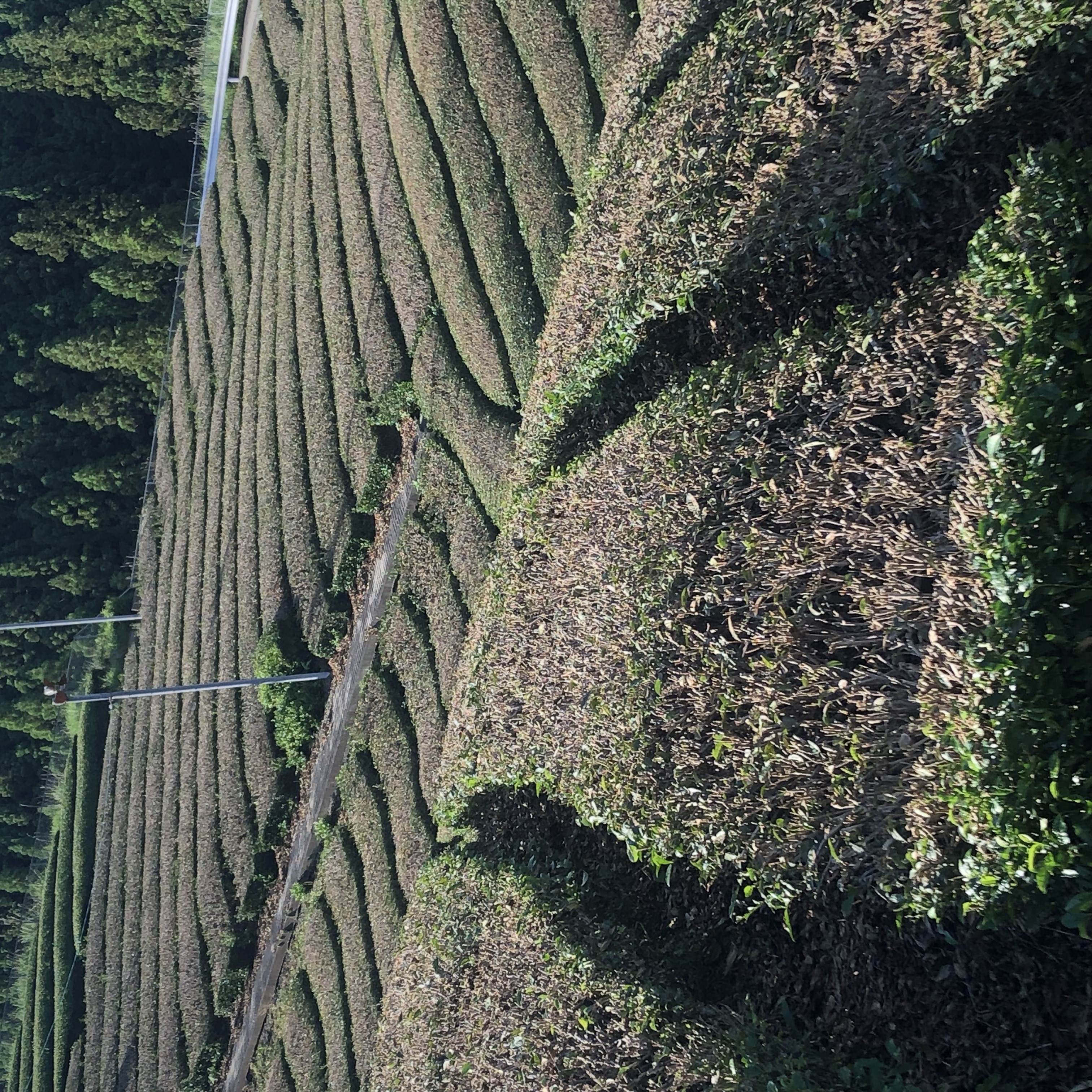 茶の木もヒトヤスミ。