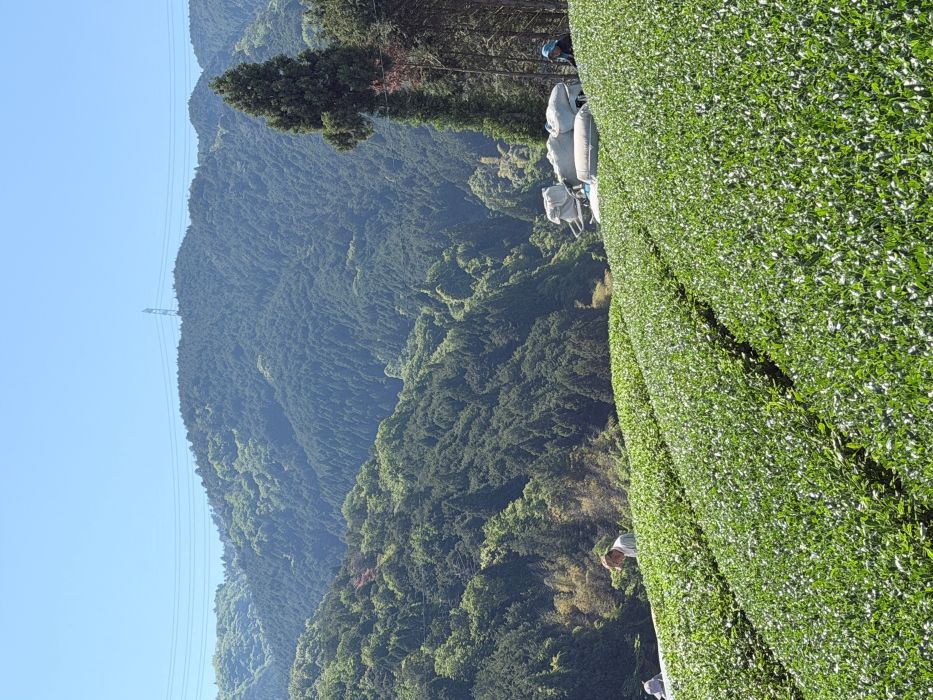 新茶の収穫がはじまっています