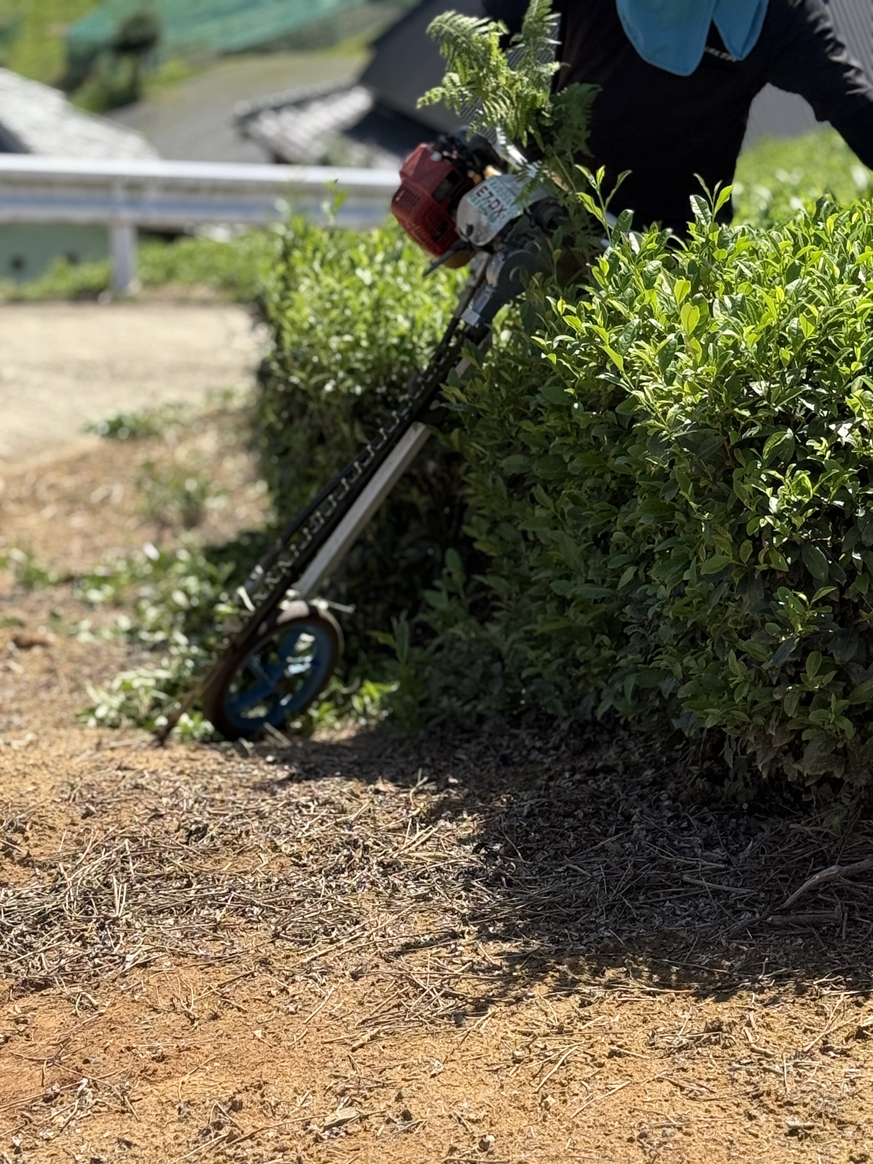 Caring for Our Tea Garden