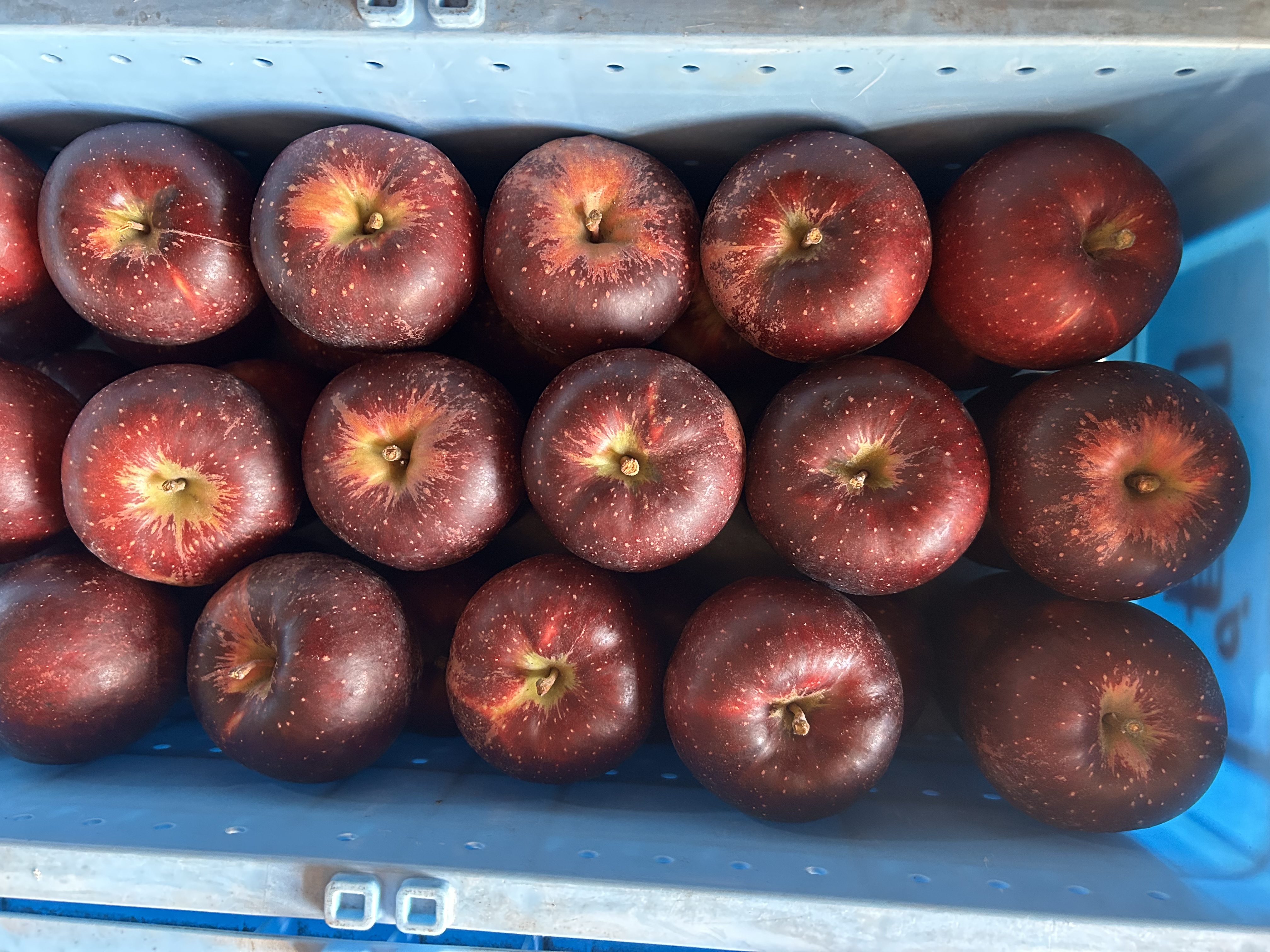 秋映のご用命有難うございました。